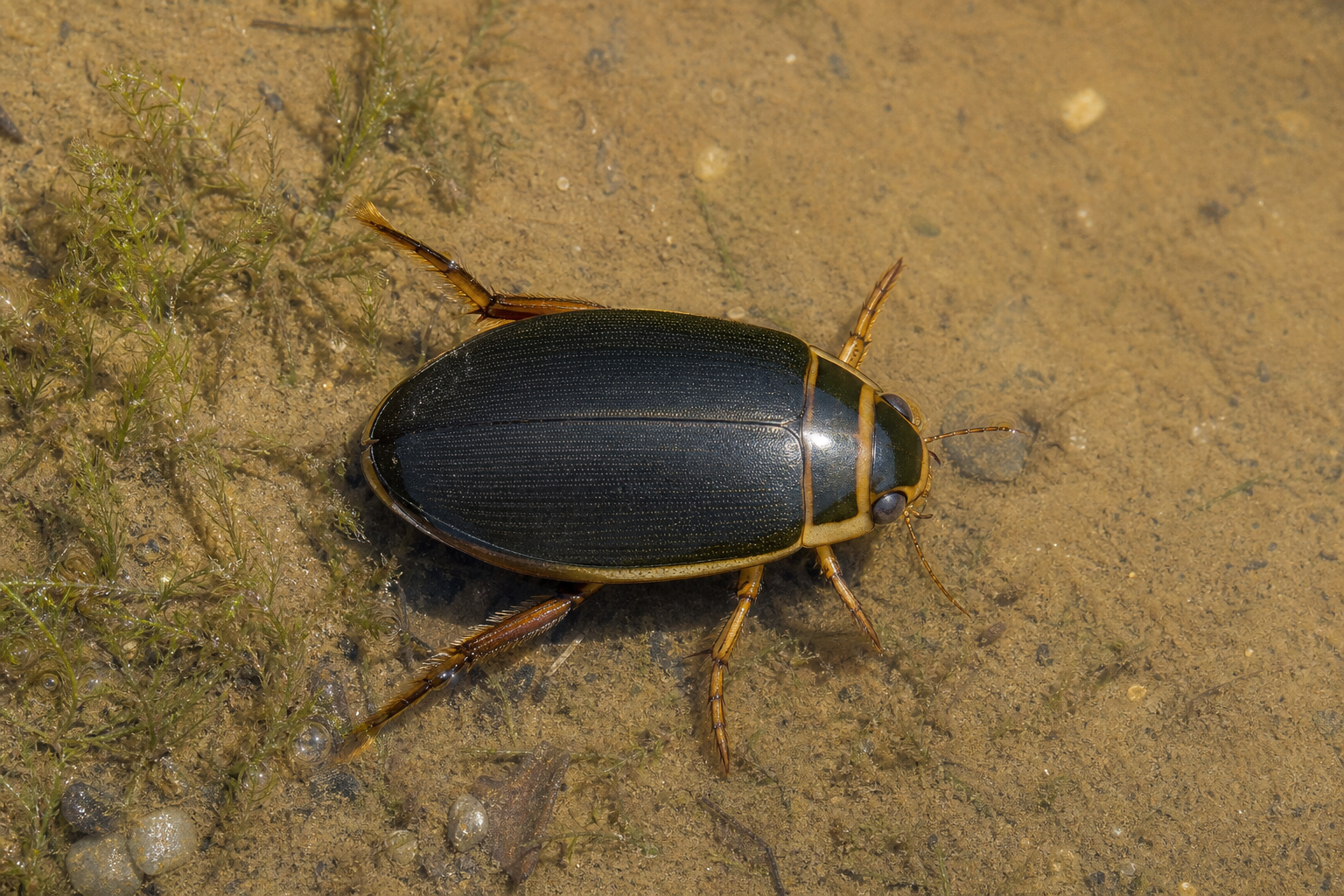 Dytiscus harrisii, grand coléoptère aquatique au corps ovale et aplati, aux pattes postérieures aplaties en forme de rames.