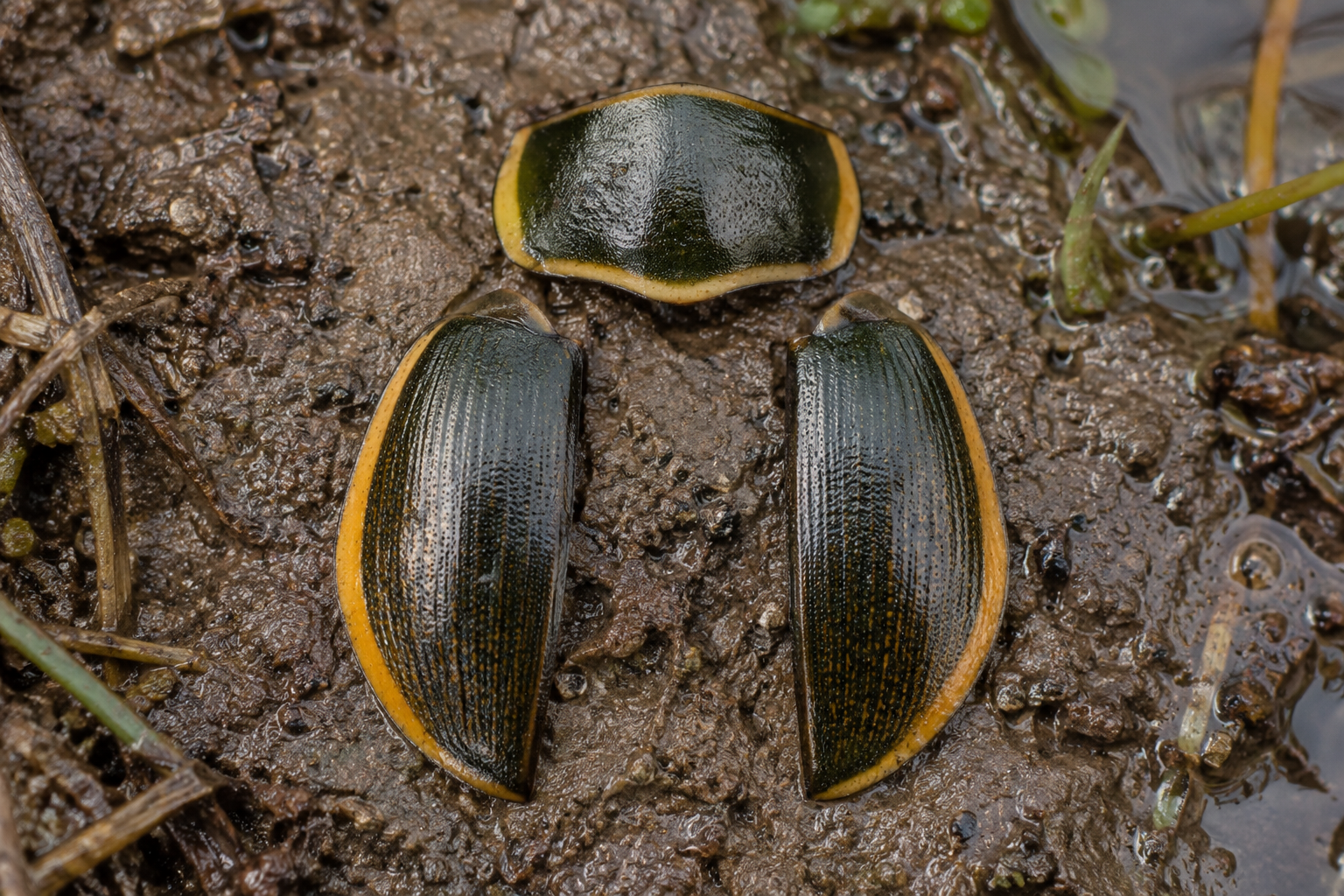 Traces et indices de Dytiscus harrisii