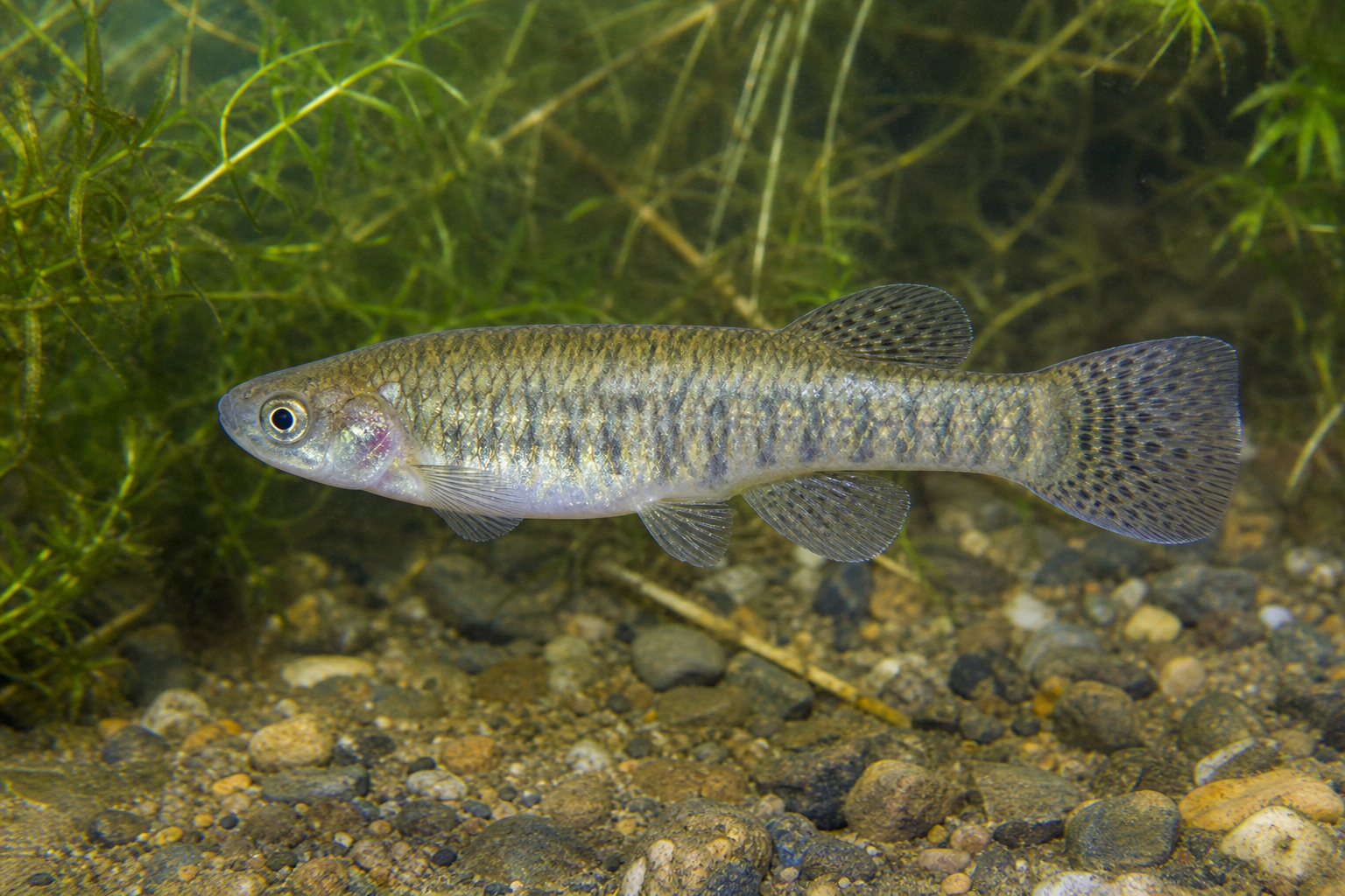 Choquemort, petit poisson trapu olivâtre à tête aplatie et à nageoire caudale arrondie.