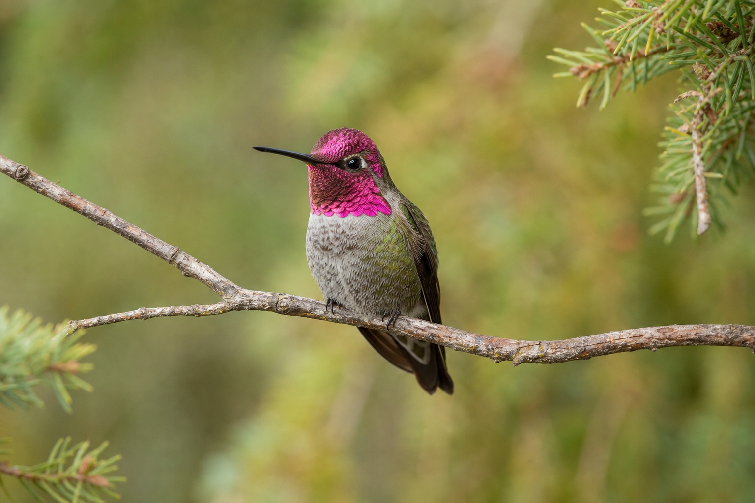 Colibri d'Anna mâle, au plumage vert métallique, dont la gorge et la calotte rose magenta irisé brillent au soleil.