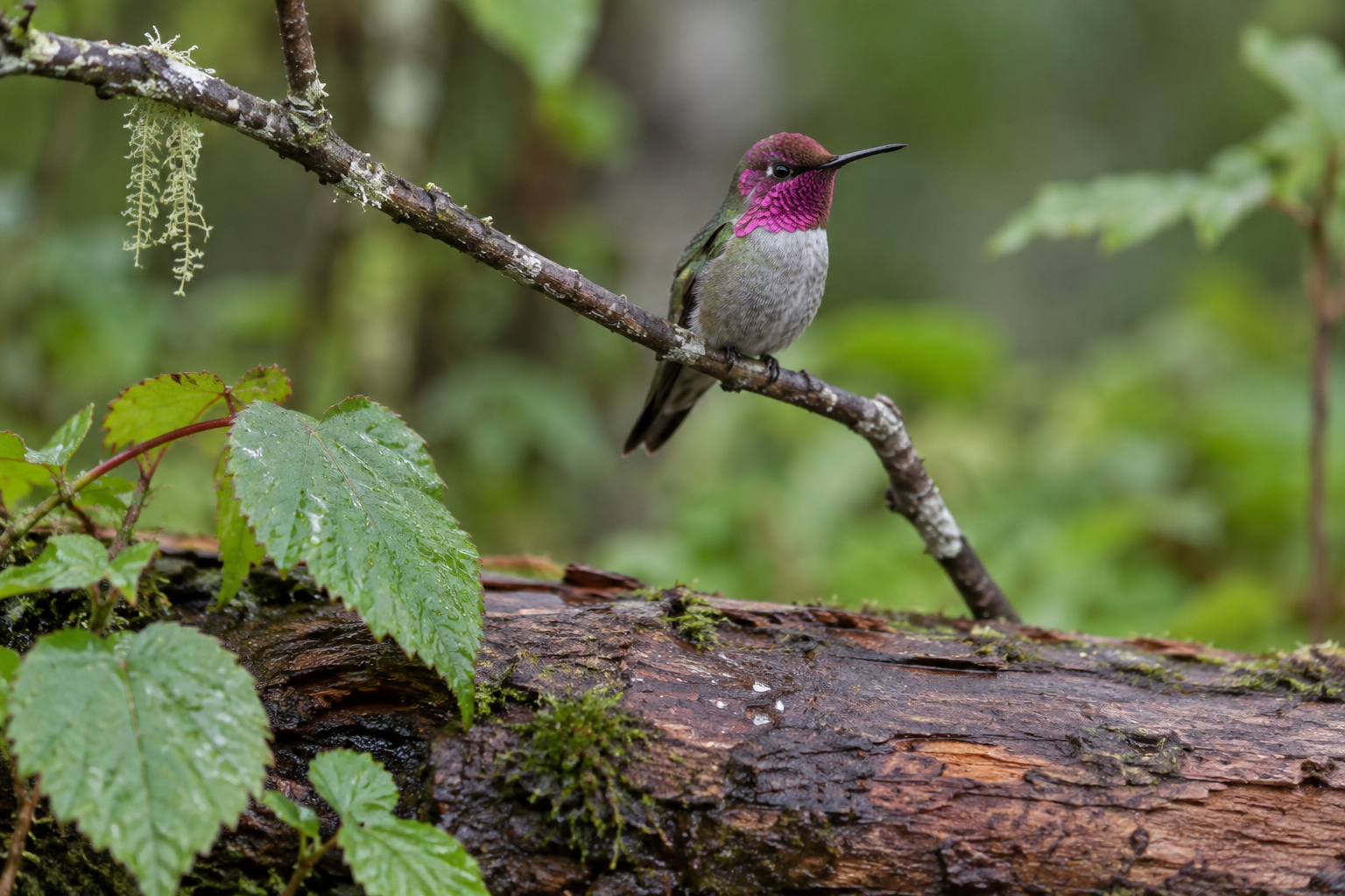 Traces et indices de Colibri d'Anna