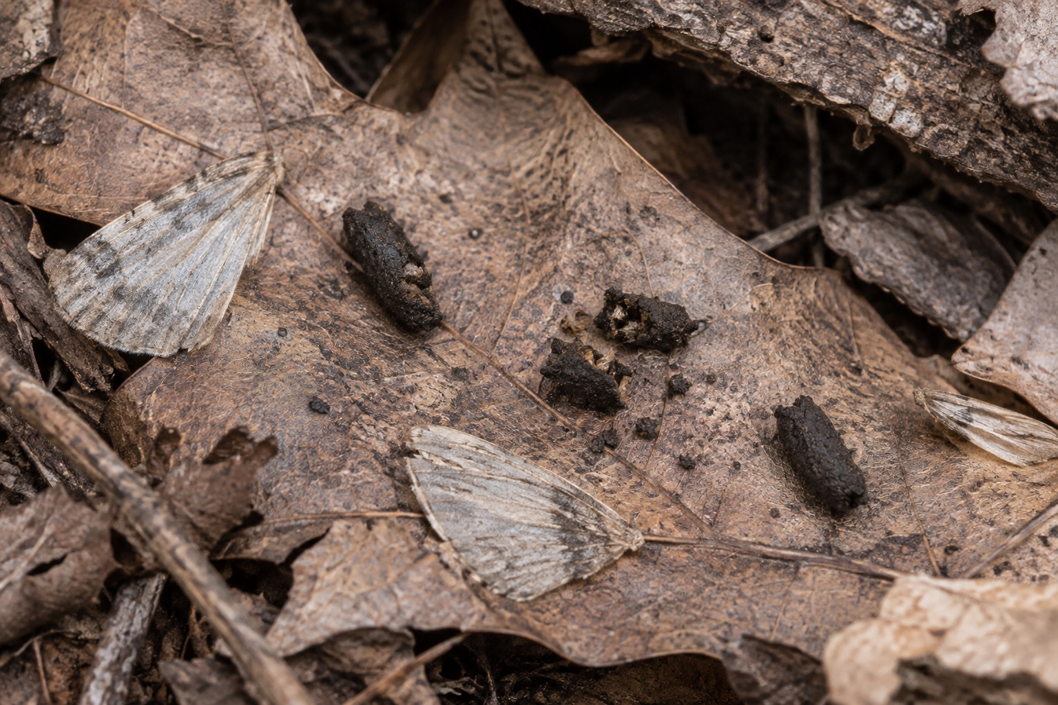 Traces et indices de Chauve-souris cendrée