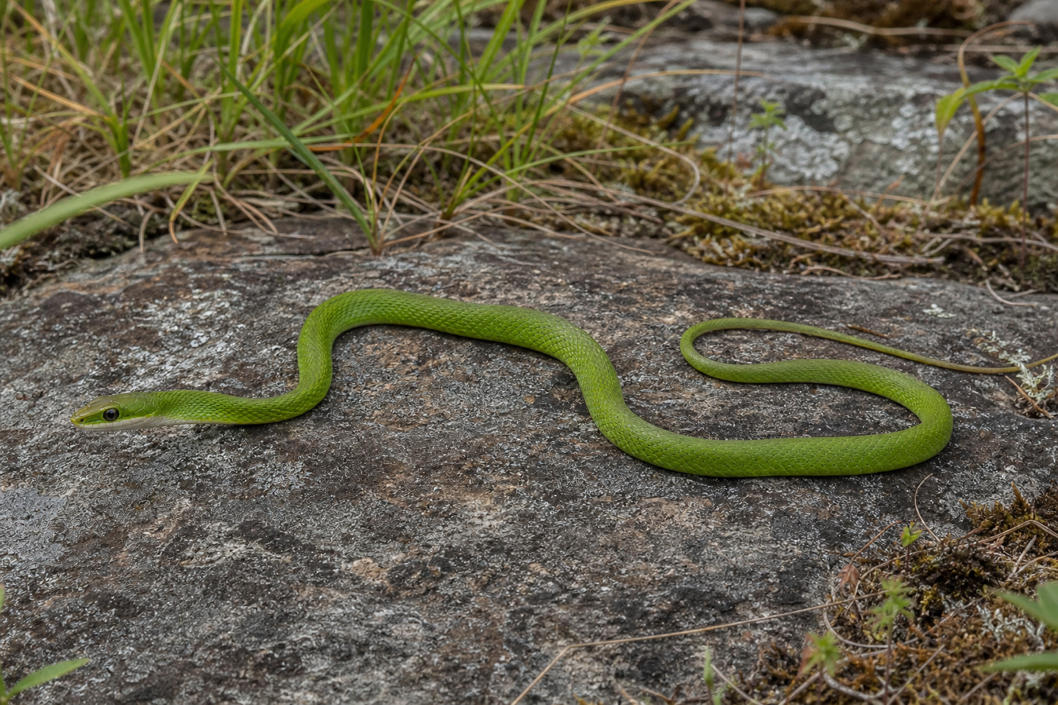 Couleuvre verte adulte au dos vert vif uniforme et au ventre jaunâtre, étendue dans l'herbe.