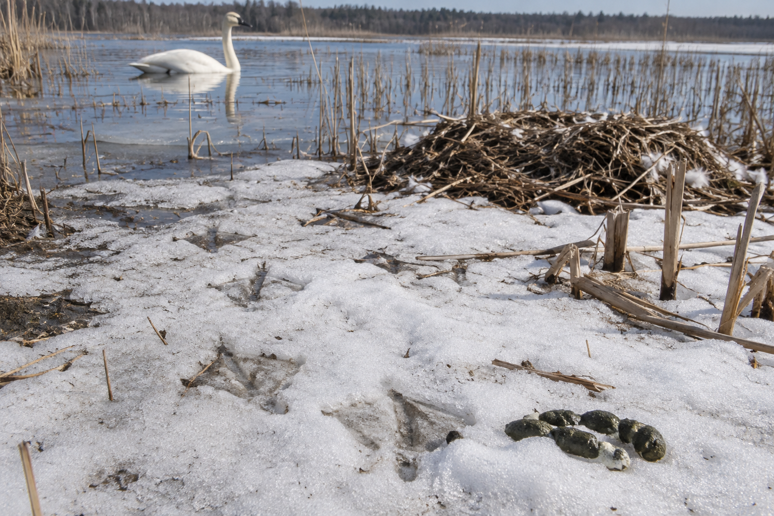 Traces et indices de Cygne trompette