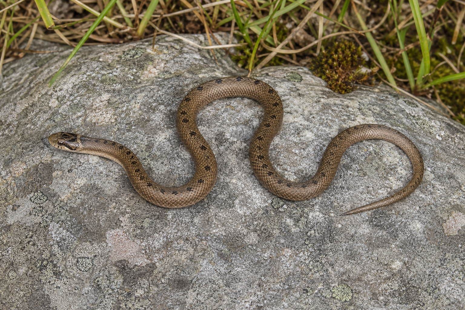 Couleuvre brune, petit serpent brun à bande dorsale pâle bordée de deux rangées de points foncés.