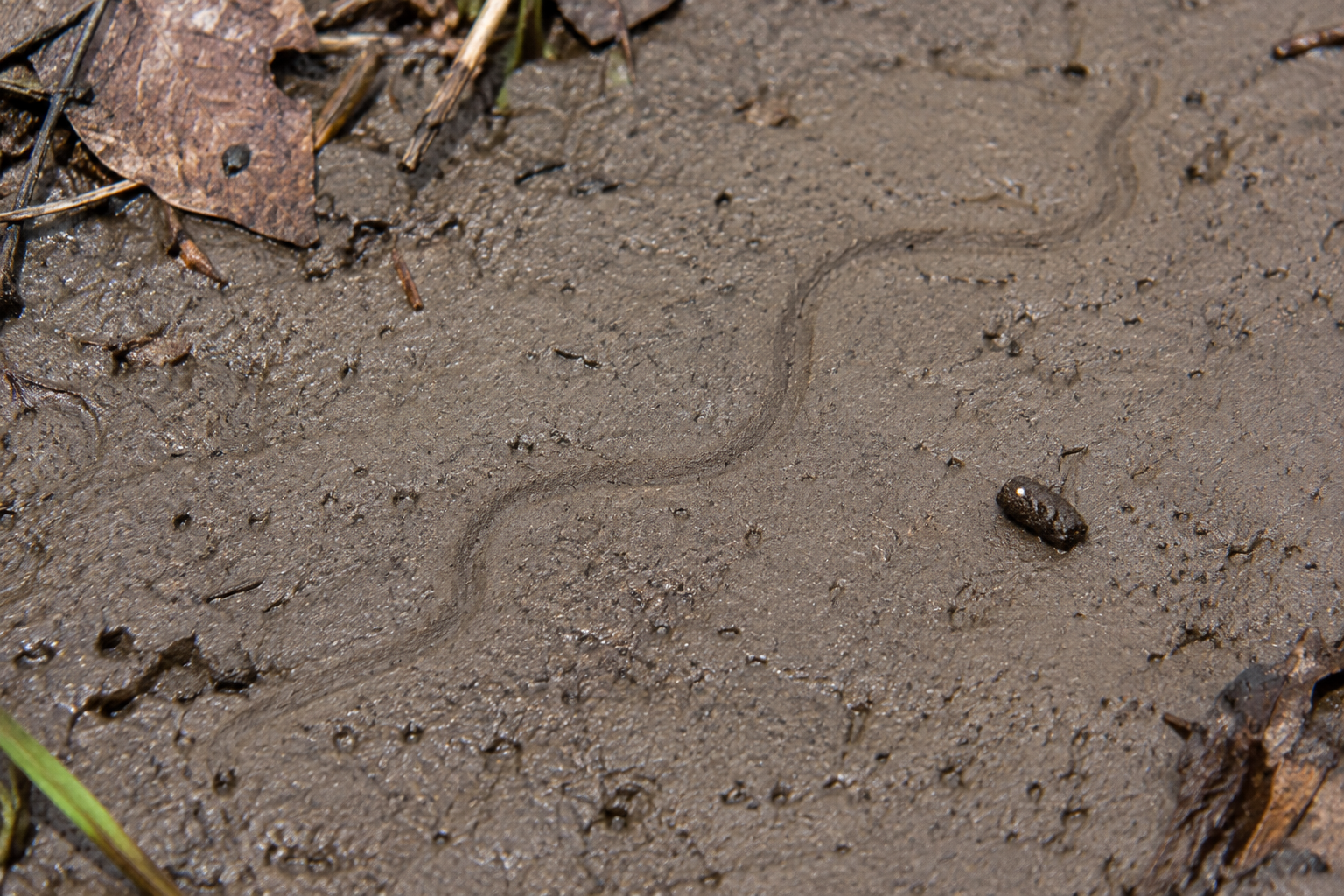 Traces et indices de Couleuvre brune