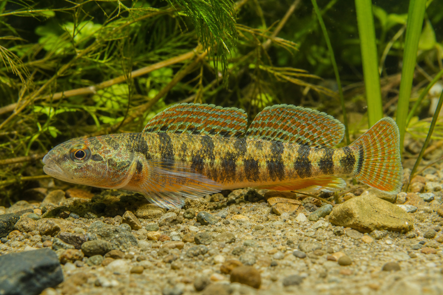 Dard barré, petit poisson brun olivâtre aux flancs marqués de bandes verticales sombres, posé sur le fond.