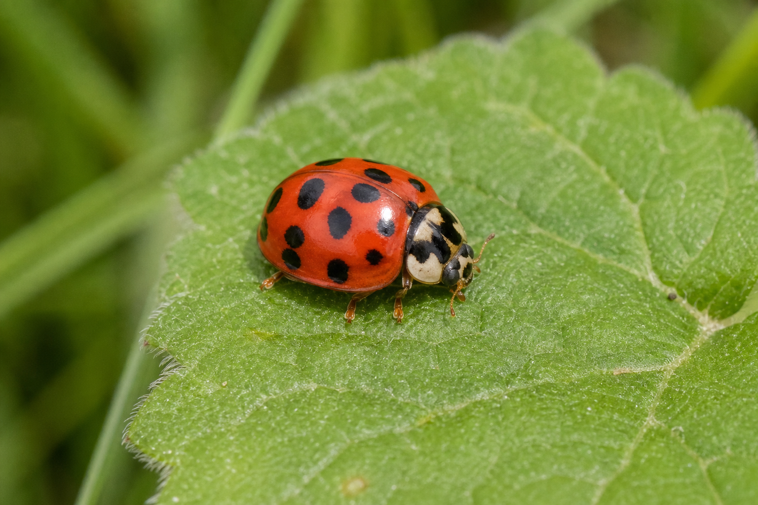 Coccinelle maculée adulte au corps ovale allongé, rose à rouge, portant douze taches noires sur les élytres et deux grandes taches triangulaires noires sur le pronotum.