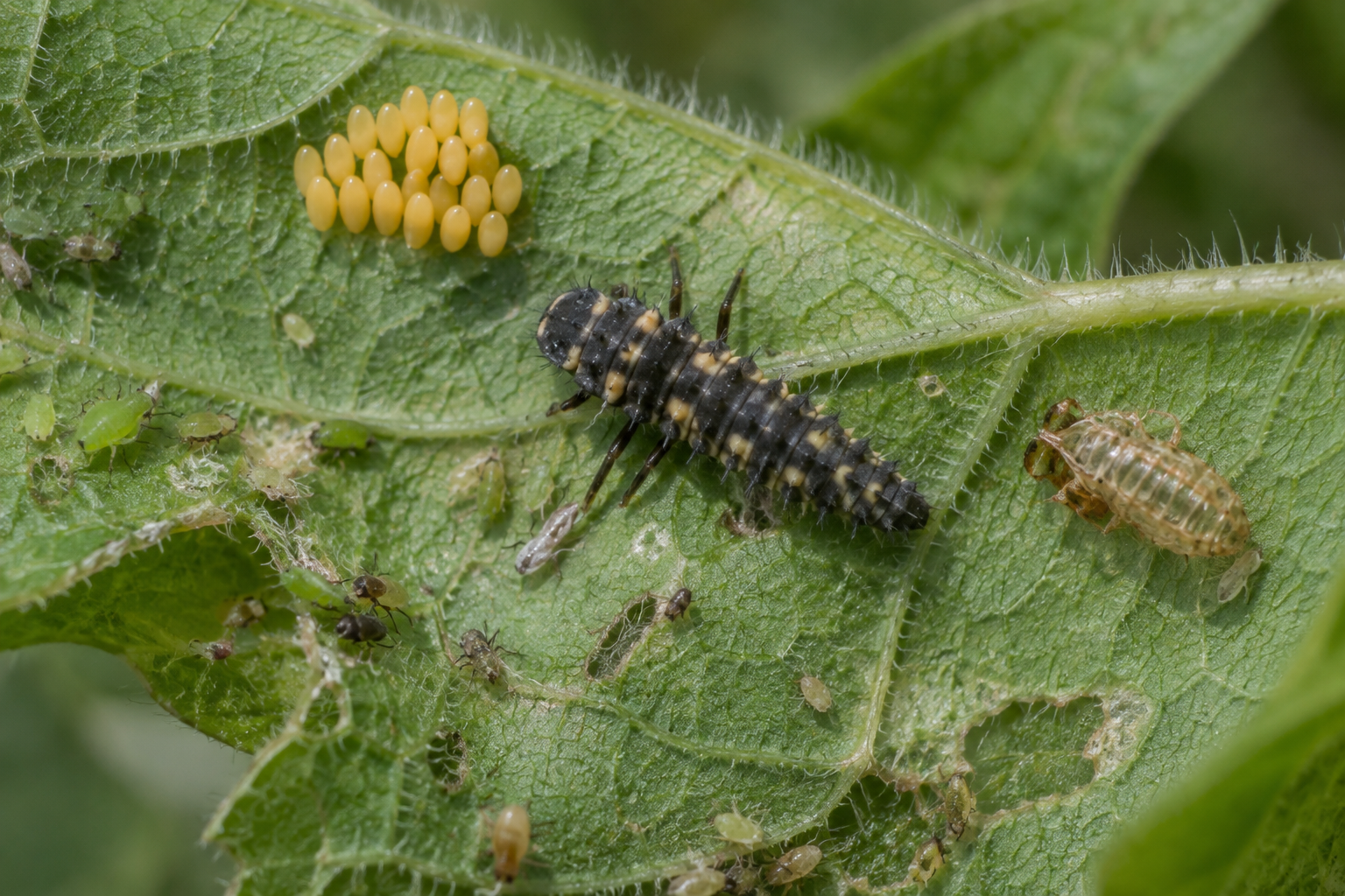 Traces et indices de Coccinelle maculée (Coleomegilla maculata)