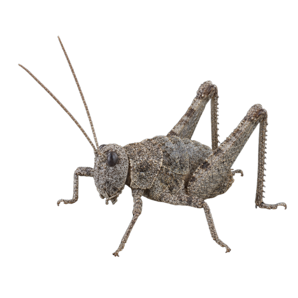 Aphilanthops frigidus au Québec