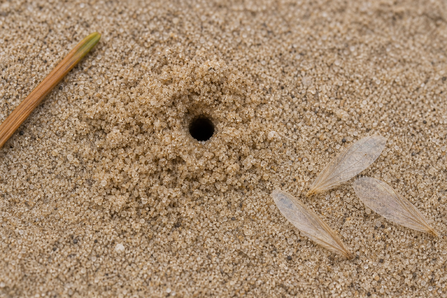 Traces et indices de Aphilanthops frigidus