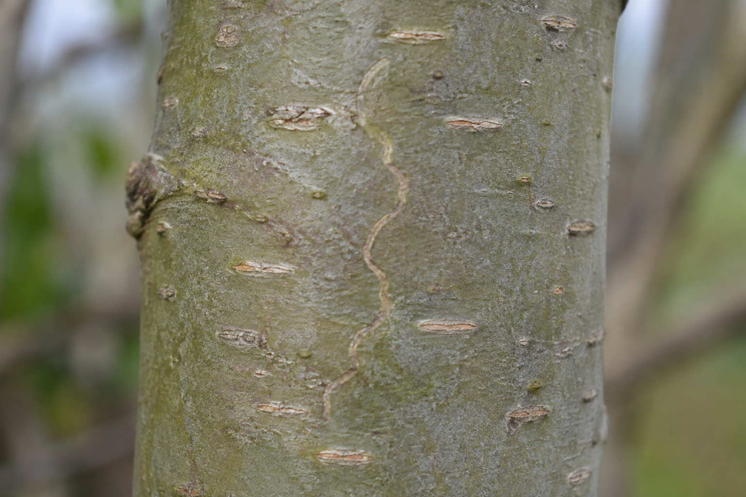 Traces et indices de Eido trimaculella