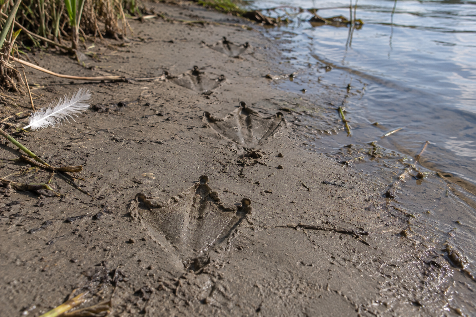 Traces et indices de Cygne tuberculé