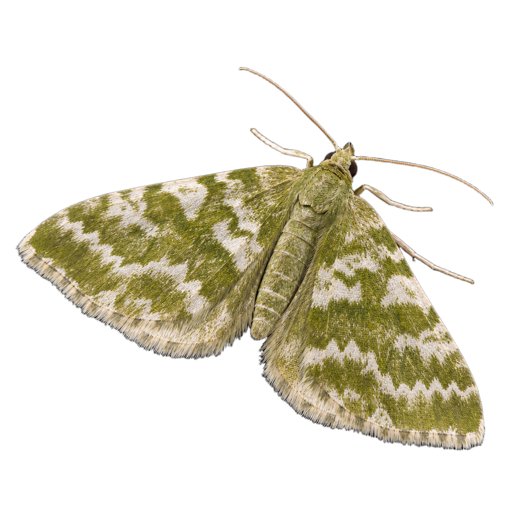 Petit papillon de nuit aux ailes vert tendre traversées de fines lignes blanchâtres, posé les ailes étalées à plat.