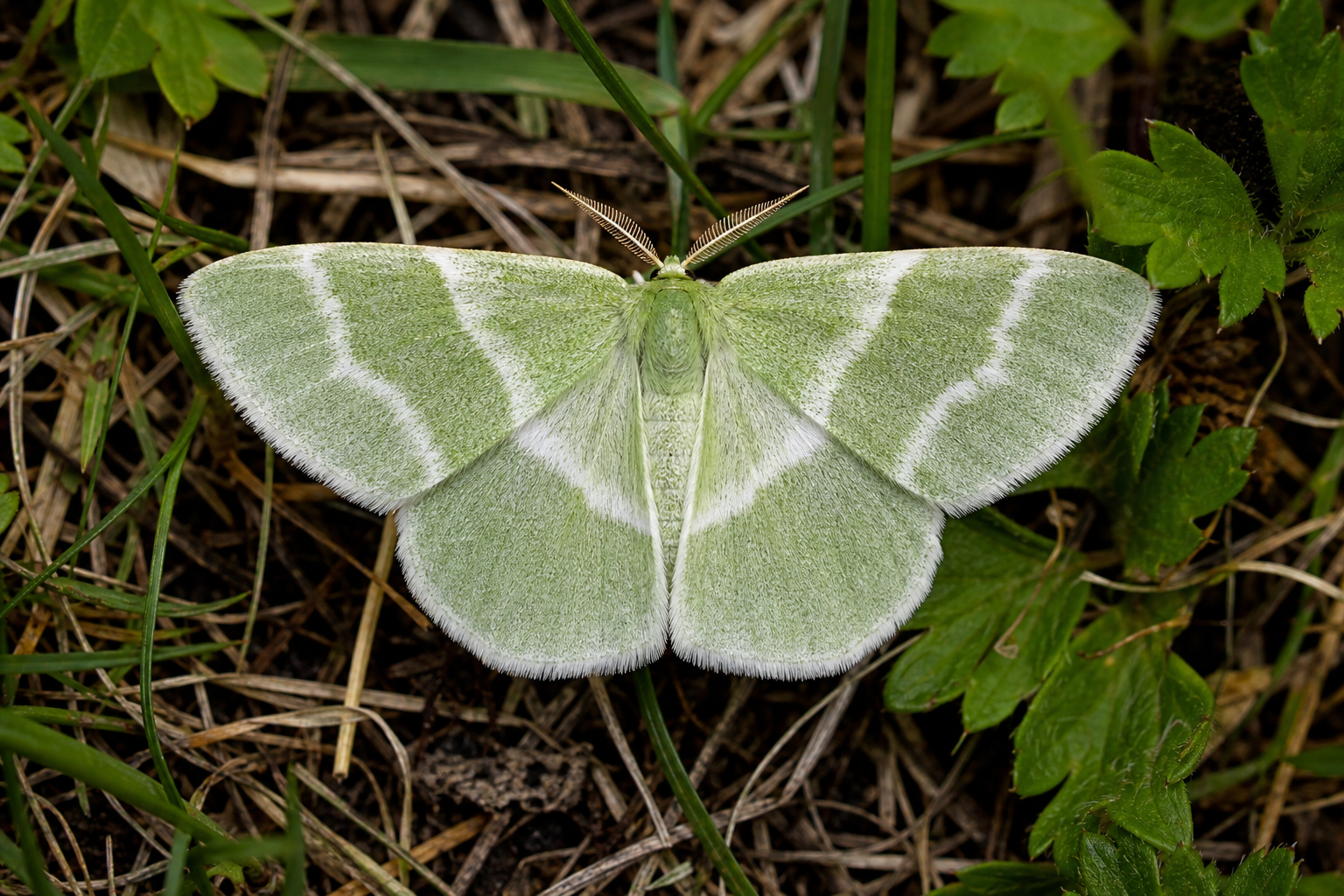 Petit papillon de nuit aux ailes vert tendre traversées de fines lignes blanchâtres, posé les ailes étalées à plat.