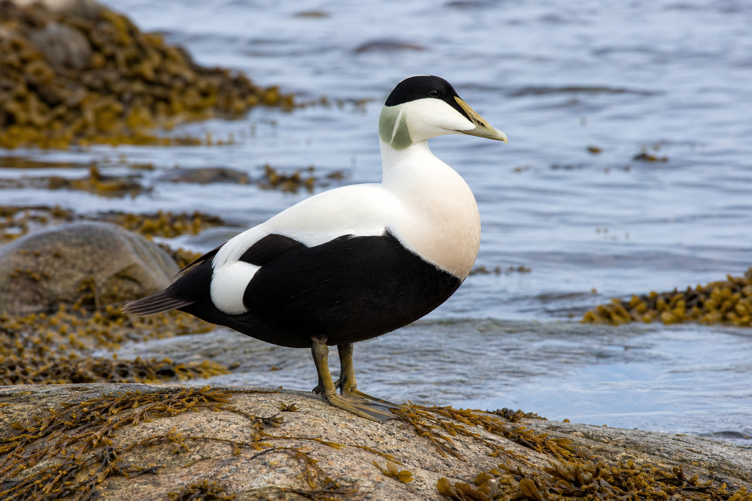 Eider à duvet mâle au plumage noir et blanc et femelle au plumage brun barré.