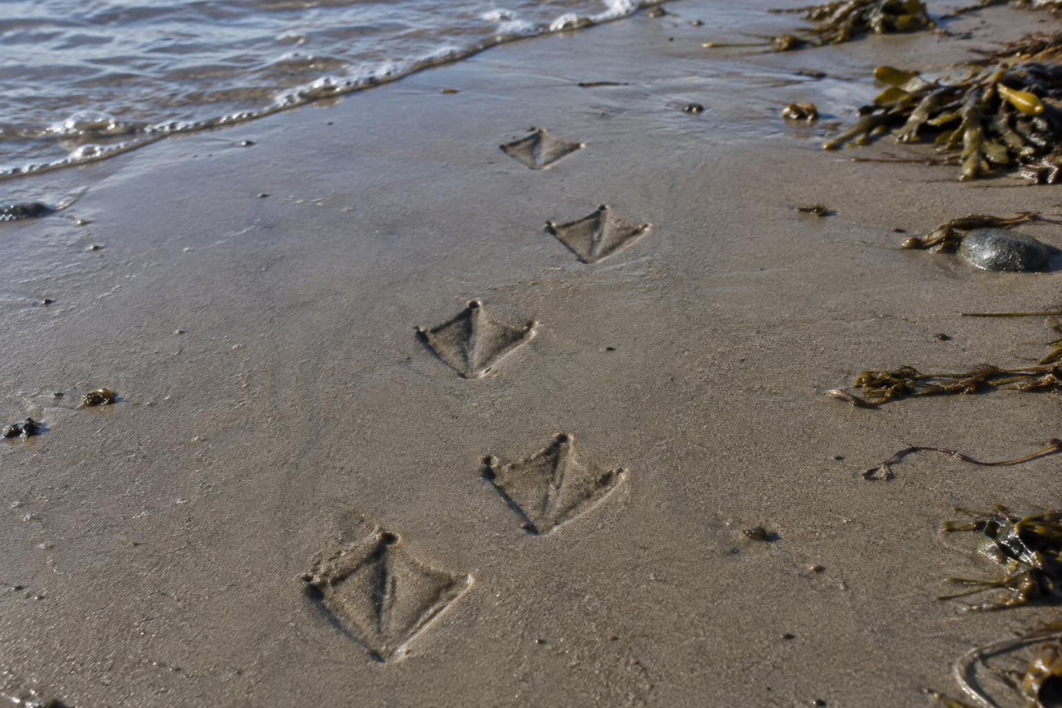 Traces et indices de Eider à duvet
