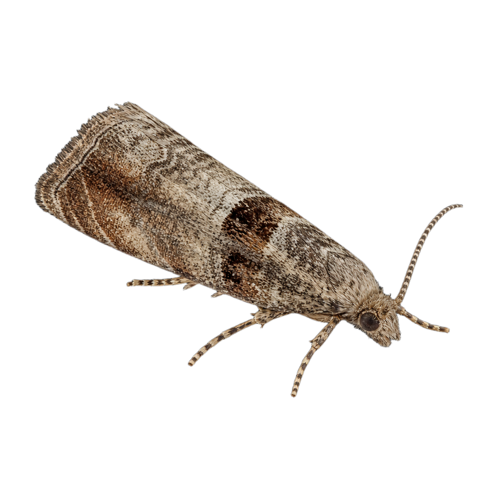 Ancylis fuscociliana au Québec
