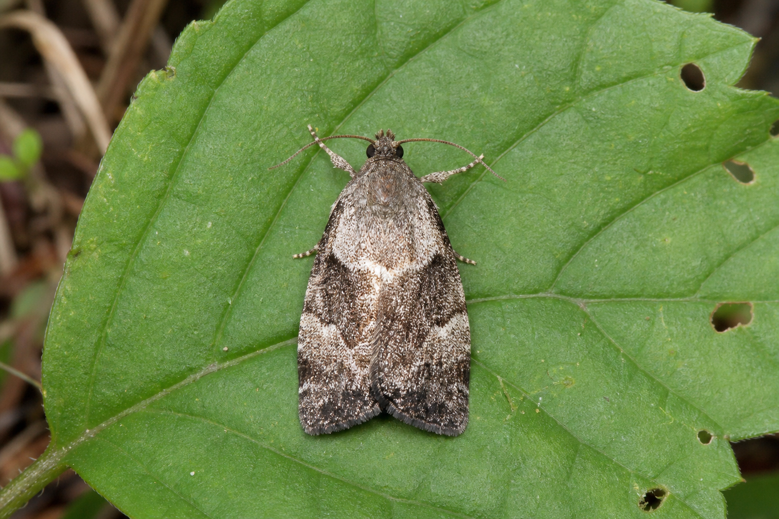 Ancylis fuscociliana au Québec