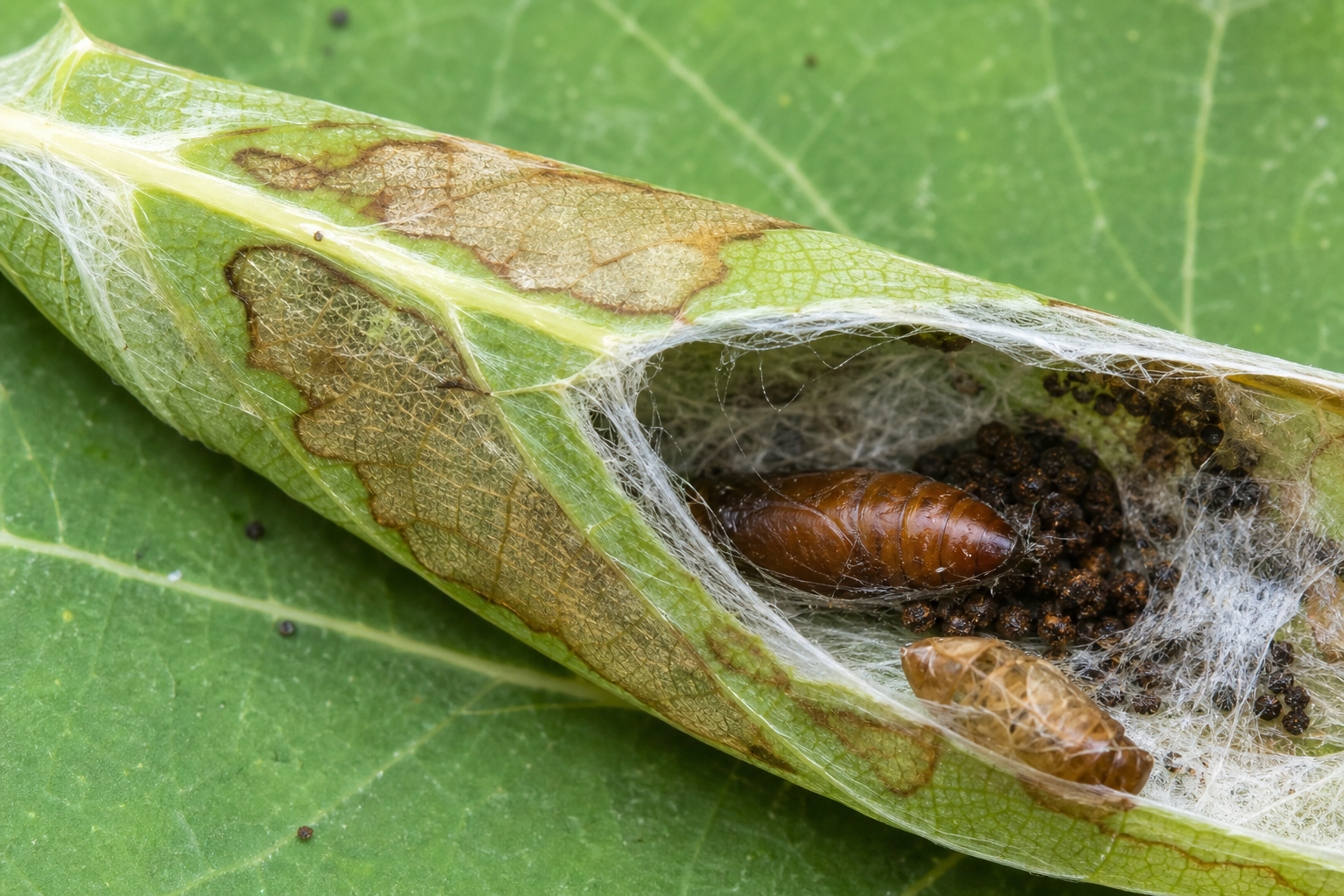Traces et indices de Ancylis fuscociliana