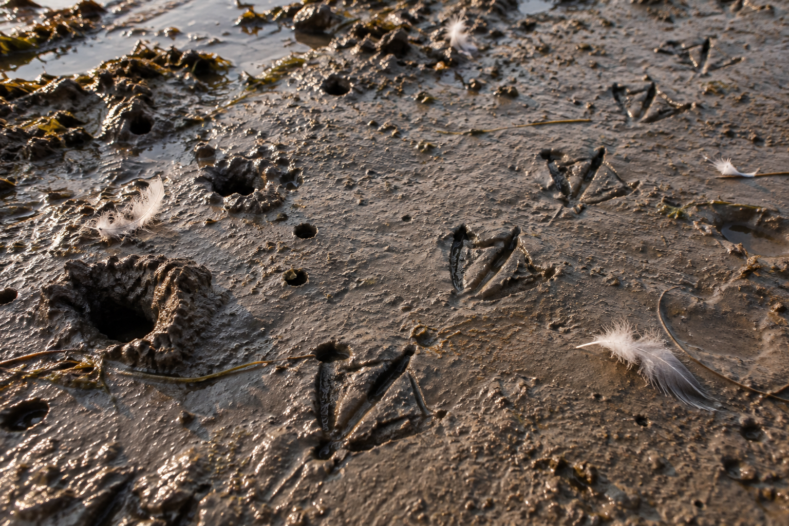 Traces et indices