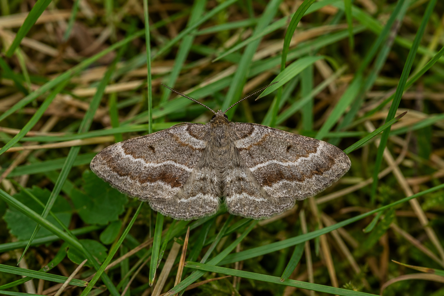 Petit papillon de nuit gris brunâtre, ailes étalées, montrant une bande médiane bordée de fines lignes sombres dont la ligne externe forme un coude.