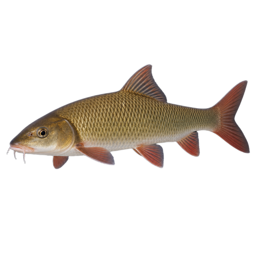 Chevalier de rivière, grand poisson au corps allongé brun olive à reflets cuivrés, aux nageoires rougeâtres et à la bouche orientée vers le bas.