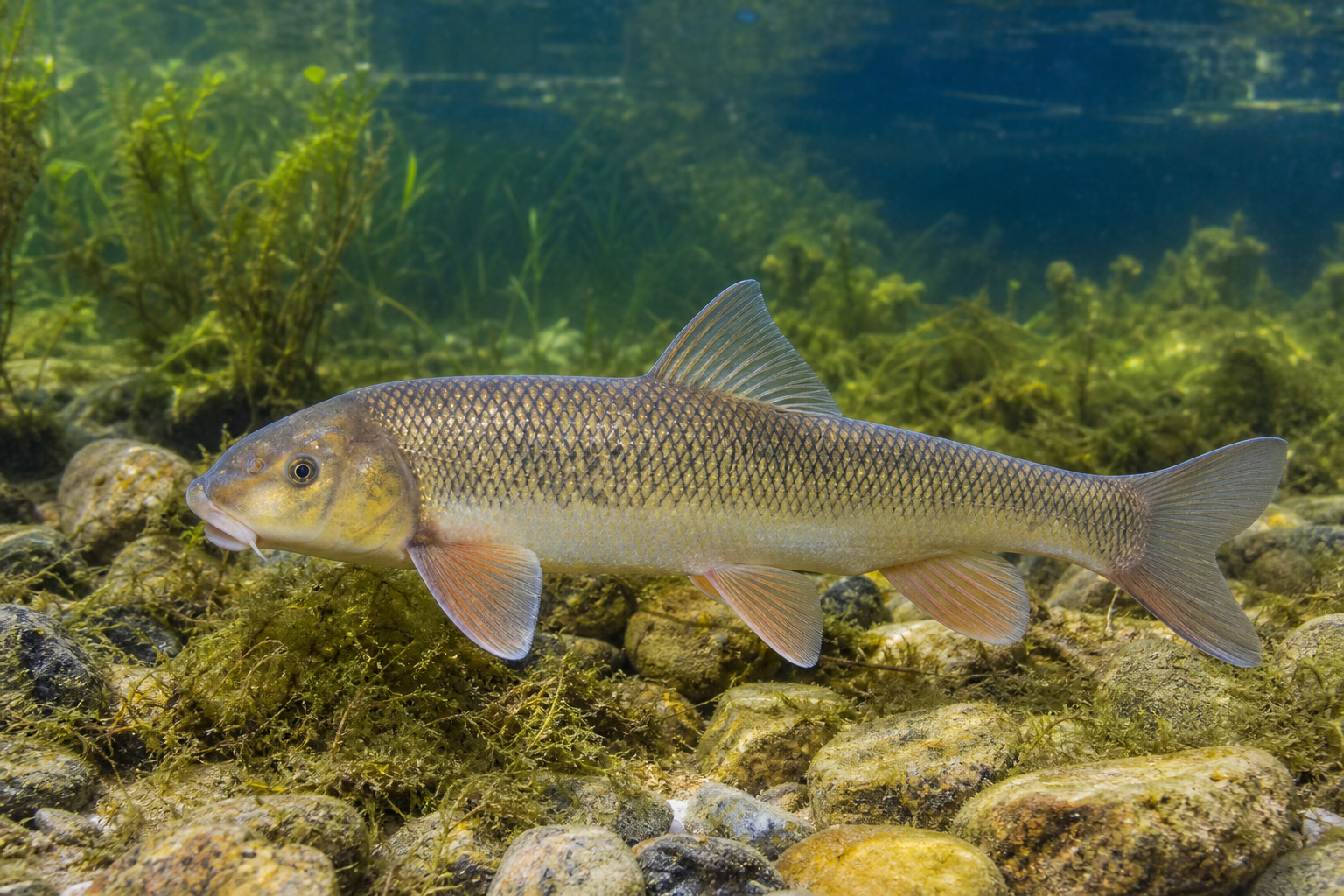 Chevalier de rivière, grand poisson au corps allongé brun olive à reflets cuivrés, aux nageoires rougeâtres et à la bouche orientée vers le bas.