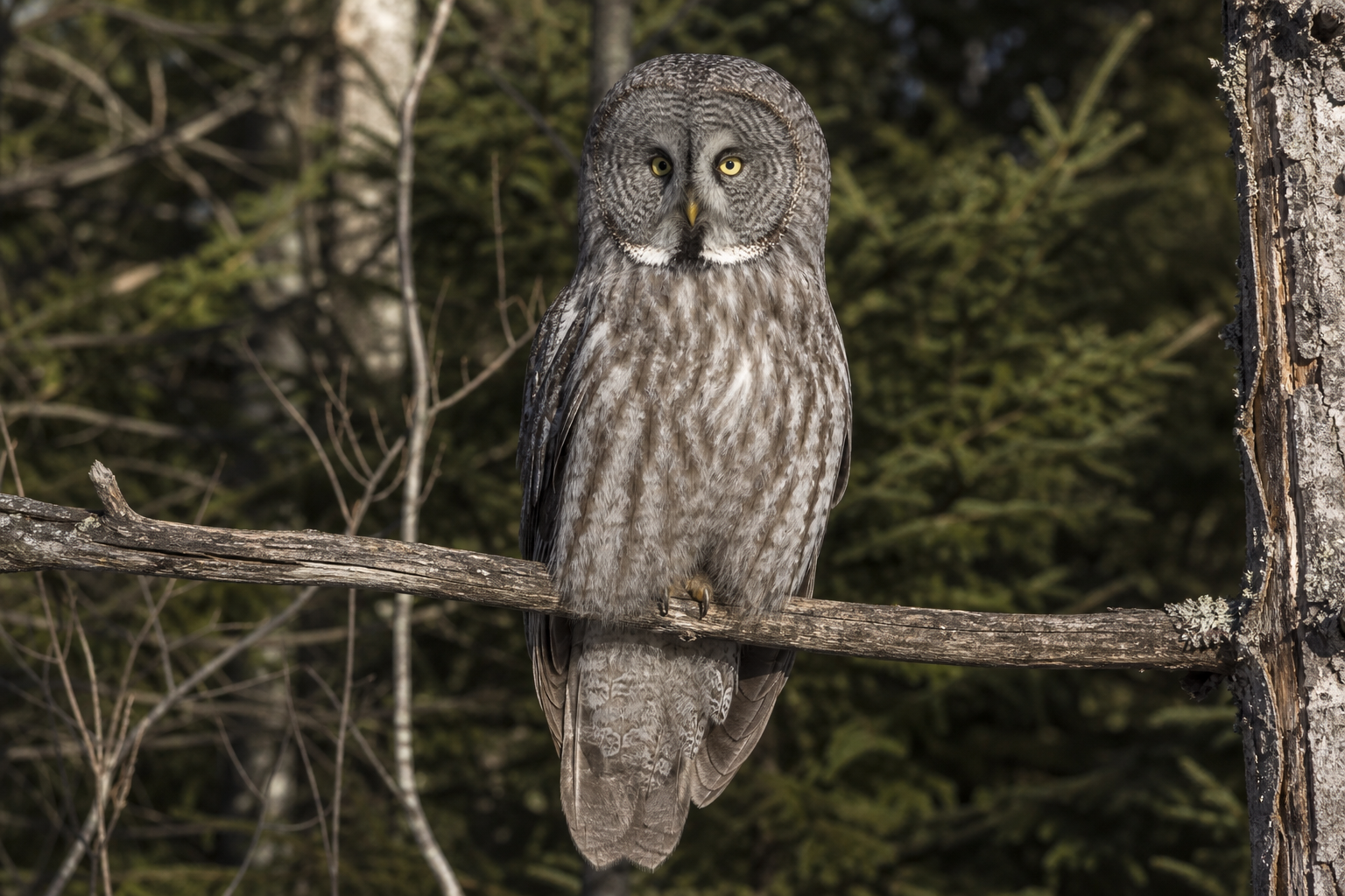 Chouette lapone au plumage gris strié, montrant son grand disque facial à cercles concentriques, ses yeux jaunes et ses taches blanches en forme de moustache.