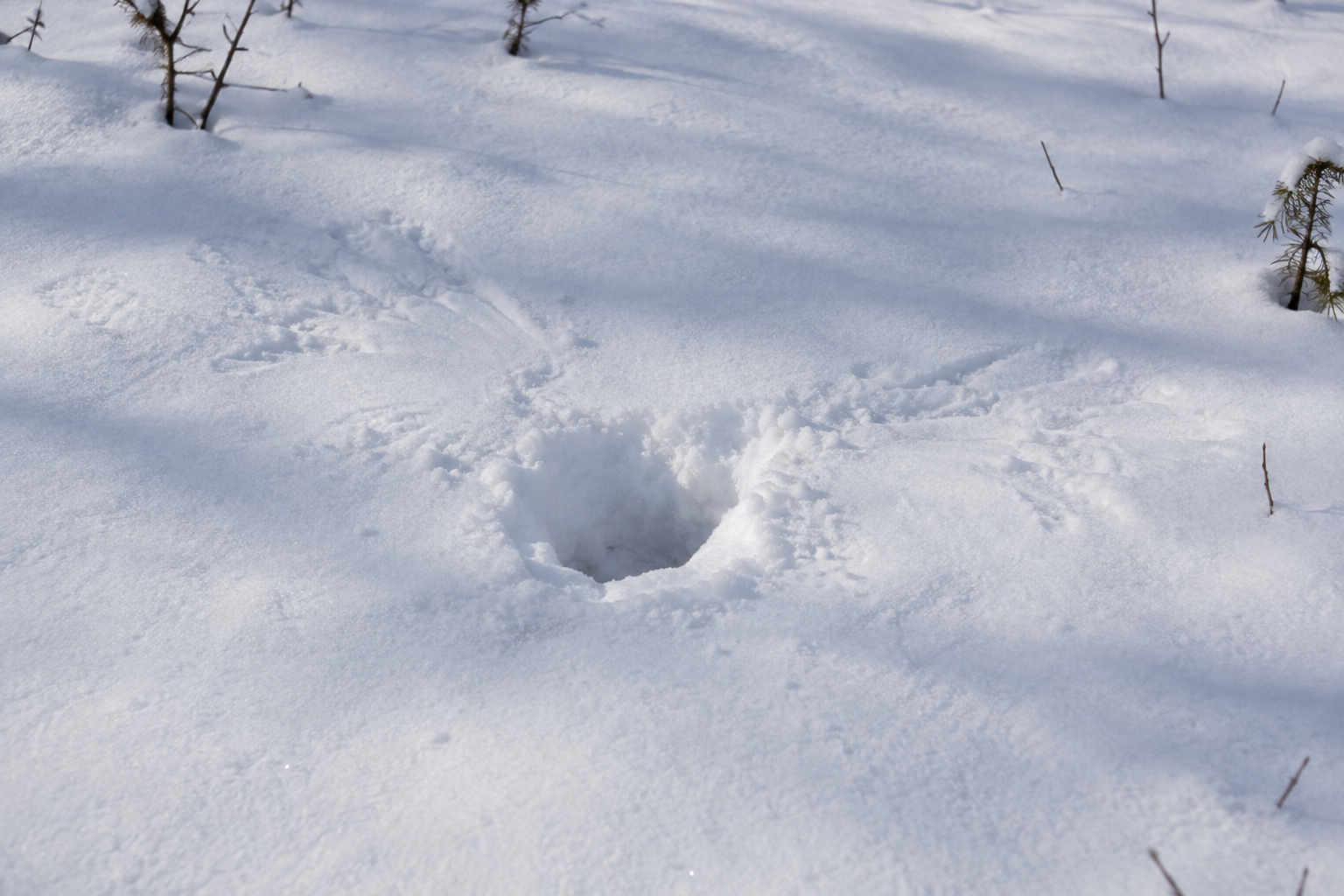 Traces et indices de Chouette lapone