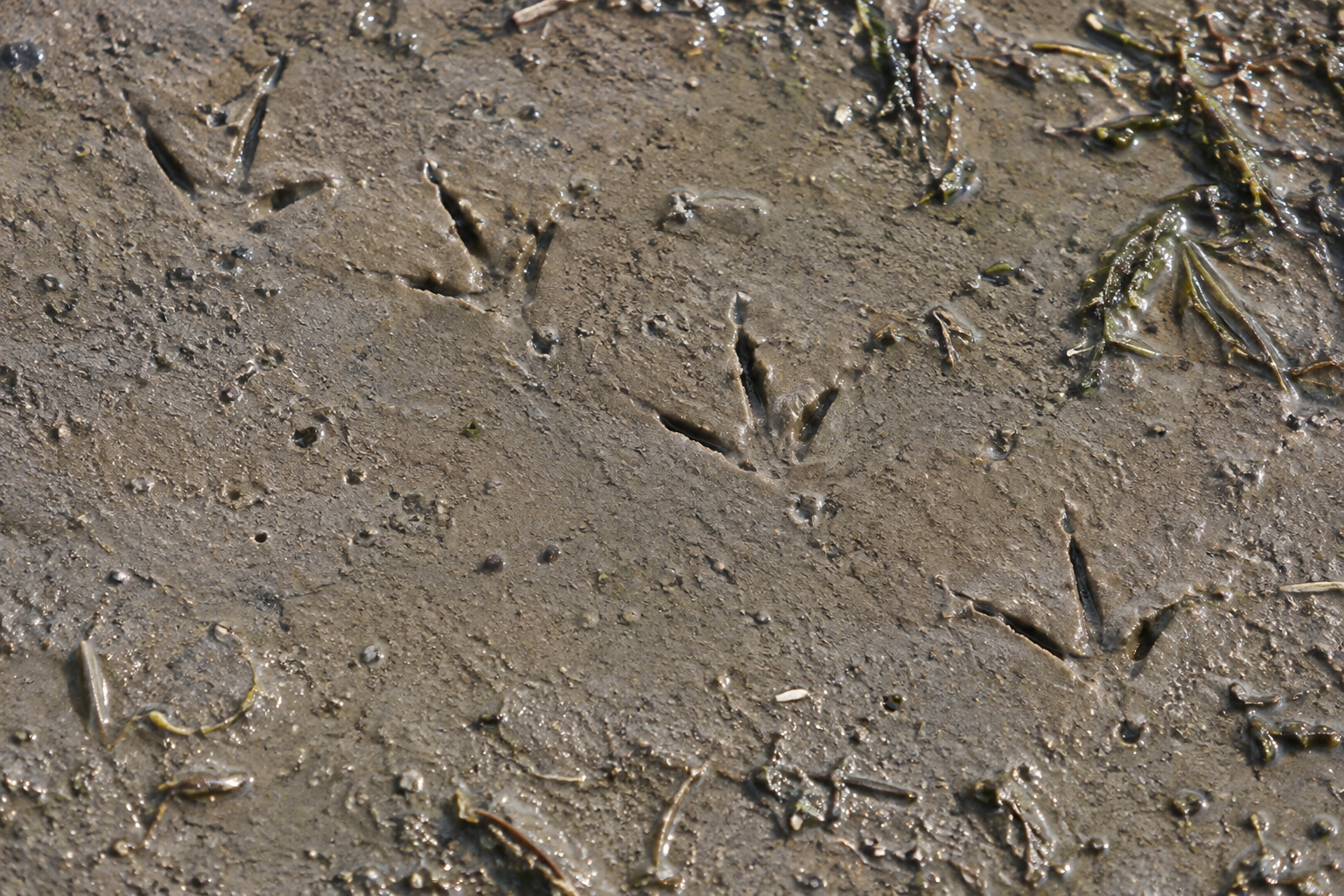 Traces et indices de Chevalier semipalmé
