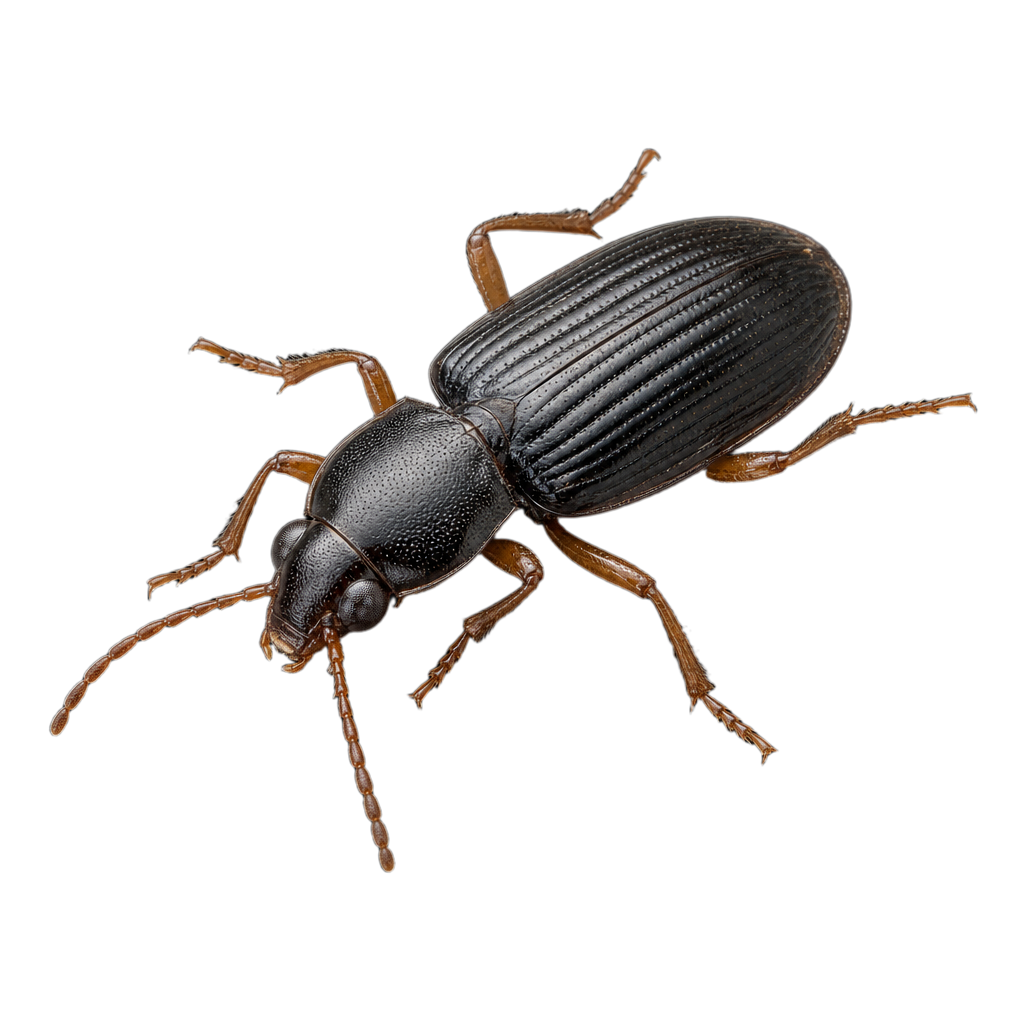 Cicadelle Colladonus clitellarius, petit insecte au corps allongé portant une marque transversale sur le dos.
