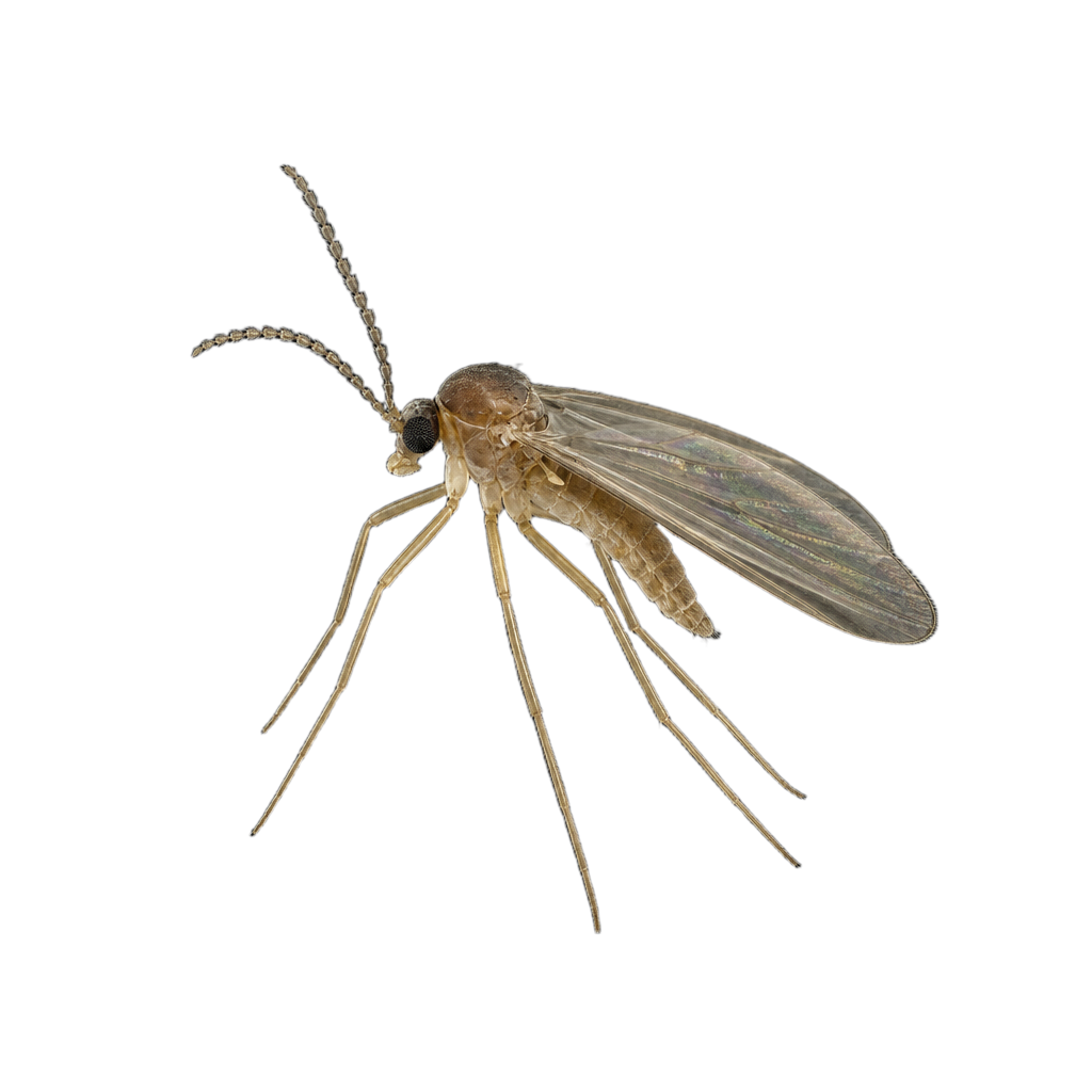 Minuscule moucheron sombre de la famille des sciarides, aux ailes enfumées et aux longues antennes.
