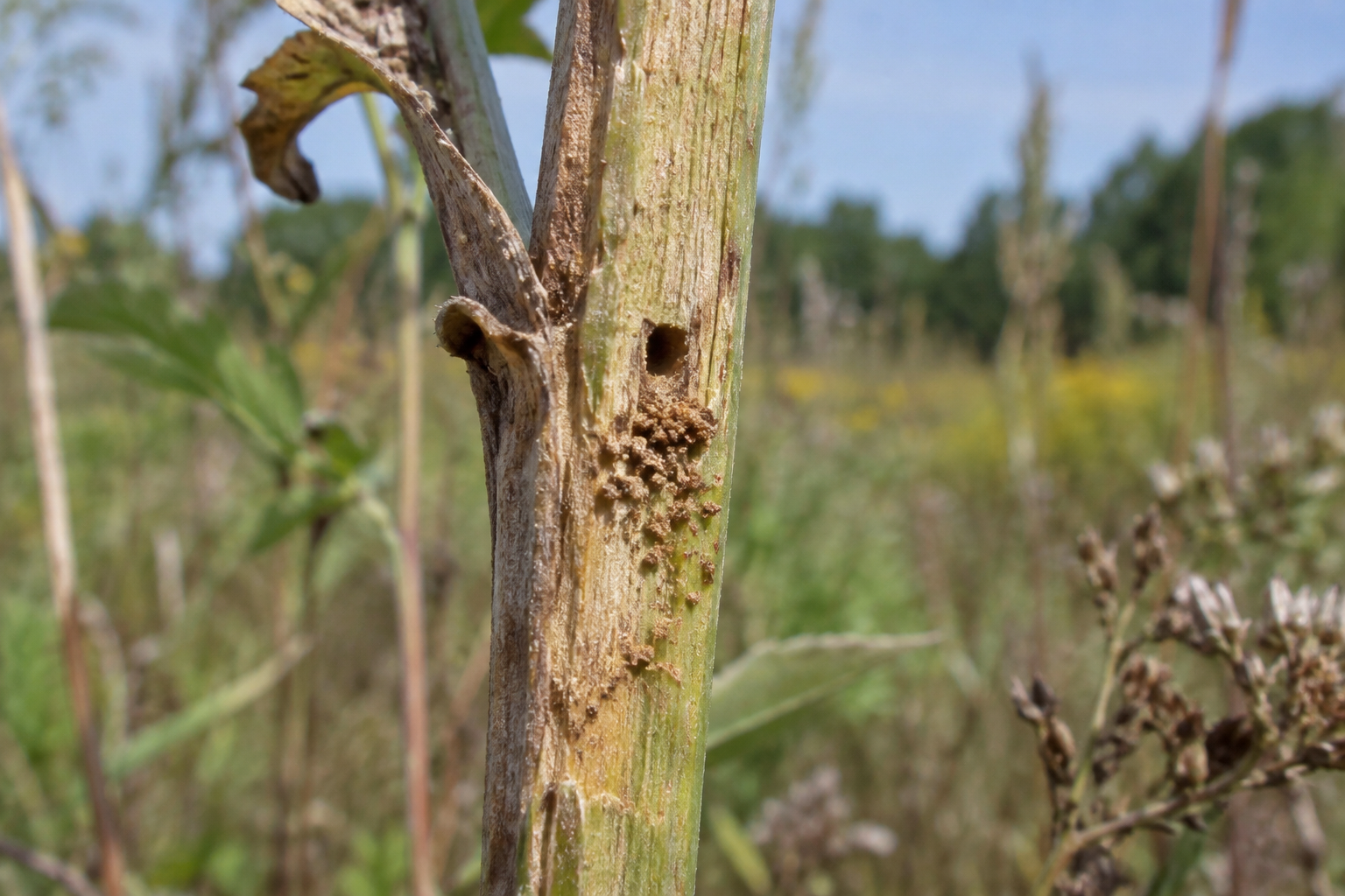 Traces et indices de Eucosma raracana