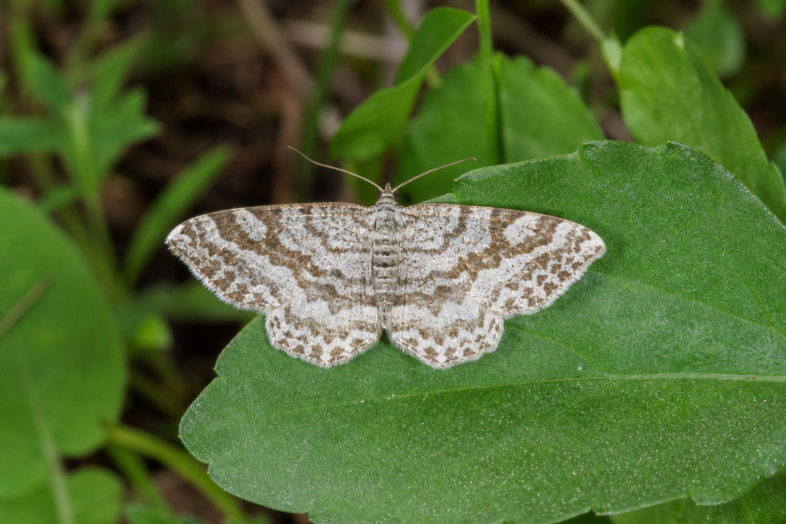 Papillon nocturne Eulithis gracilineata, un géomètre aux ailes ornées de fines lignes transversales.