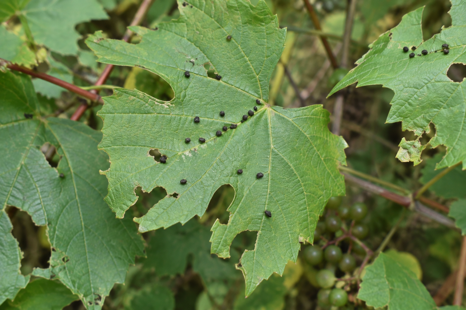 Traces et indices de Eulithis gracilineata