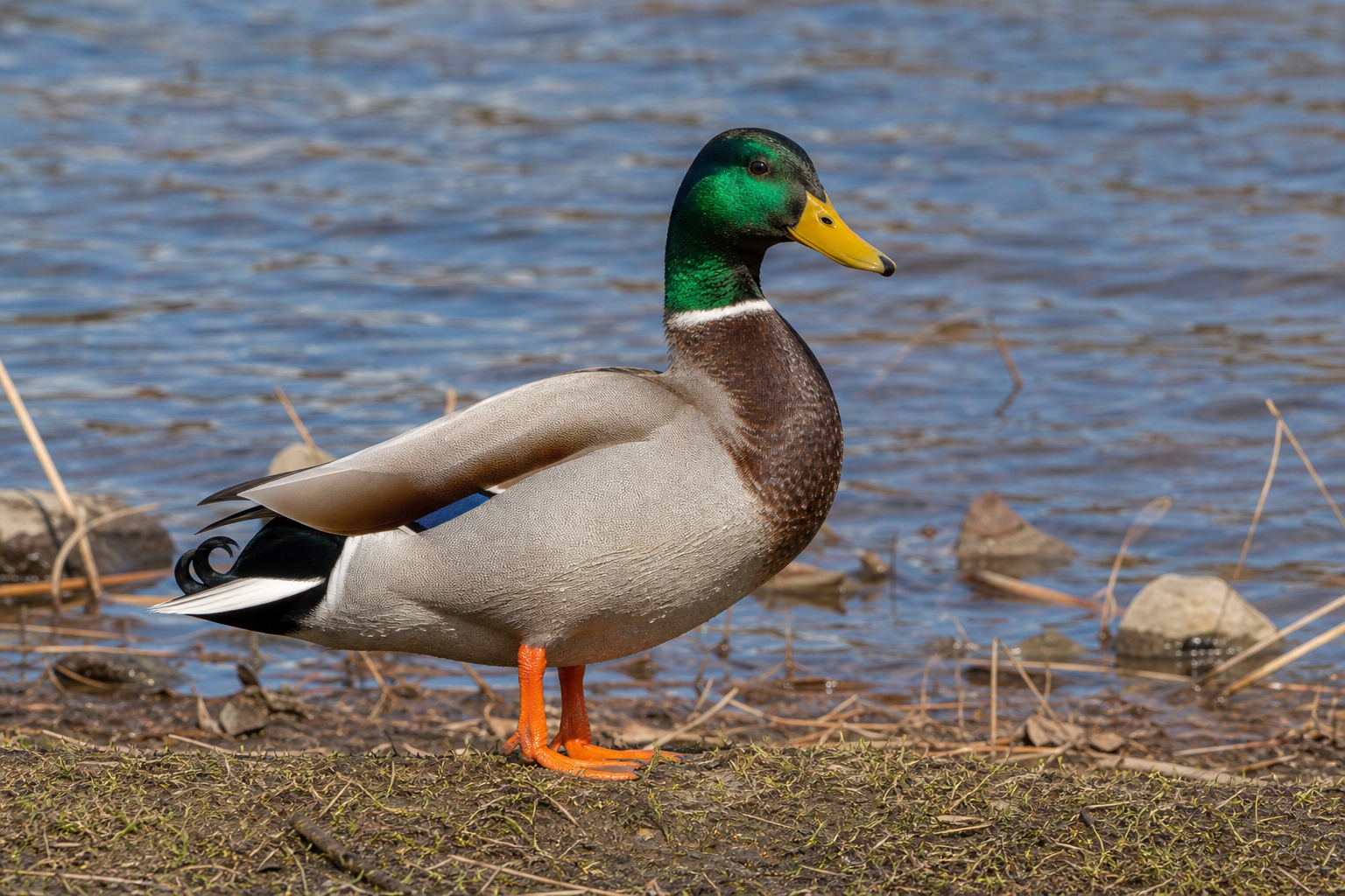 Canard colvert mâle adulte en plumage nuptial, tête vert métallique et collier blanc, nageant en eau peu profonde