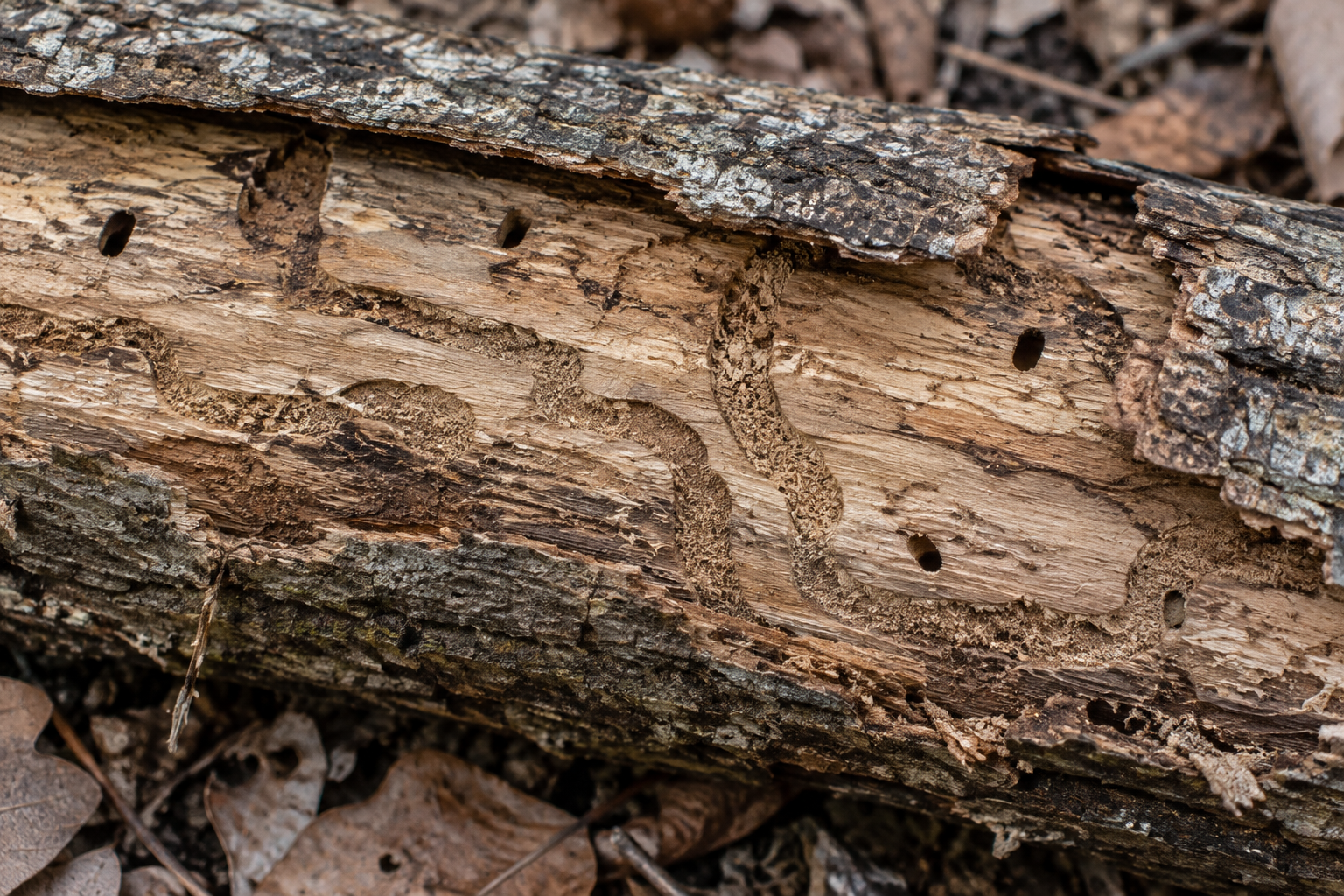 Traces et indices de Cyrtophorus verrucosus