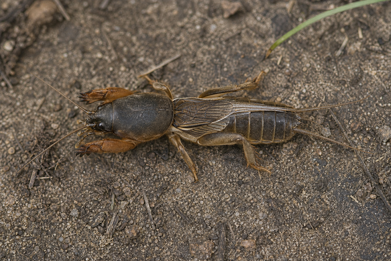 Petit carabe brun au corps allongé et aux pattes avant élargies, adaptées au creusement.
