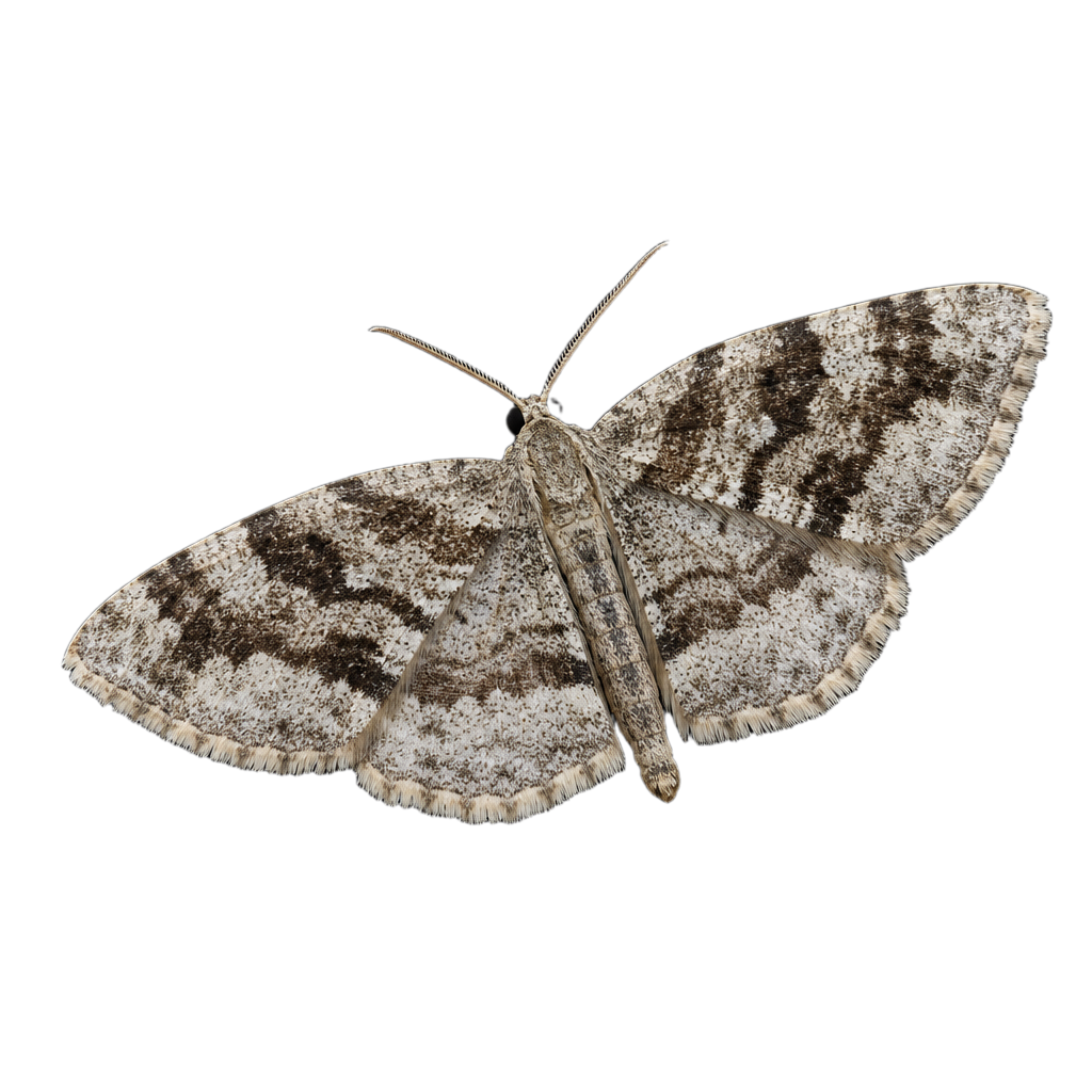 Papillon de nuit Euchlaena marginaria, de la famille des Géométridés.