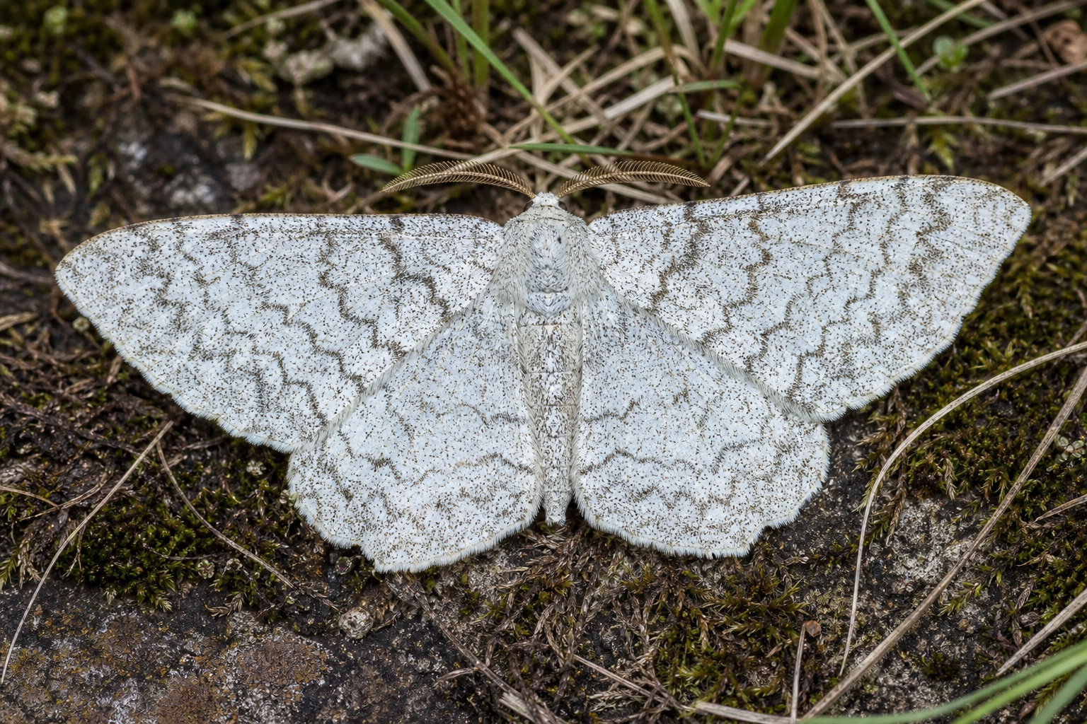 Papillon de nuit Euchlaena marginaria, de la famille des Géométridés.