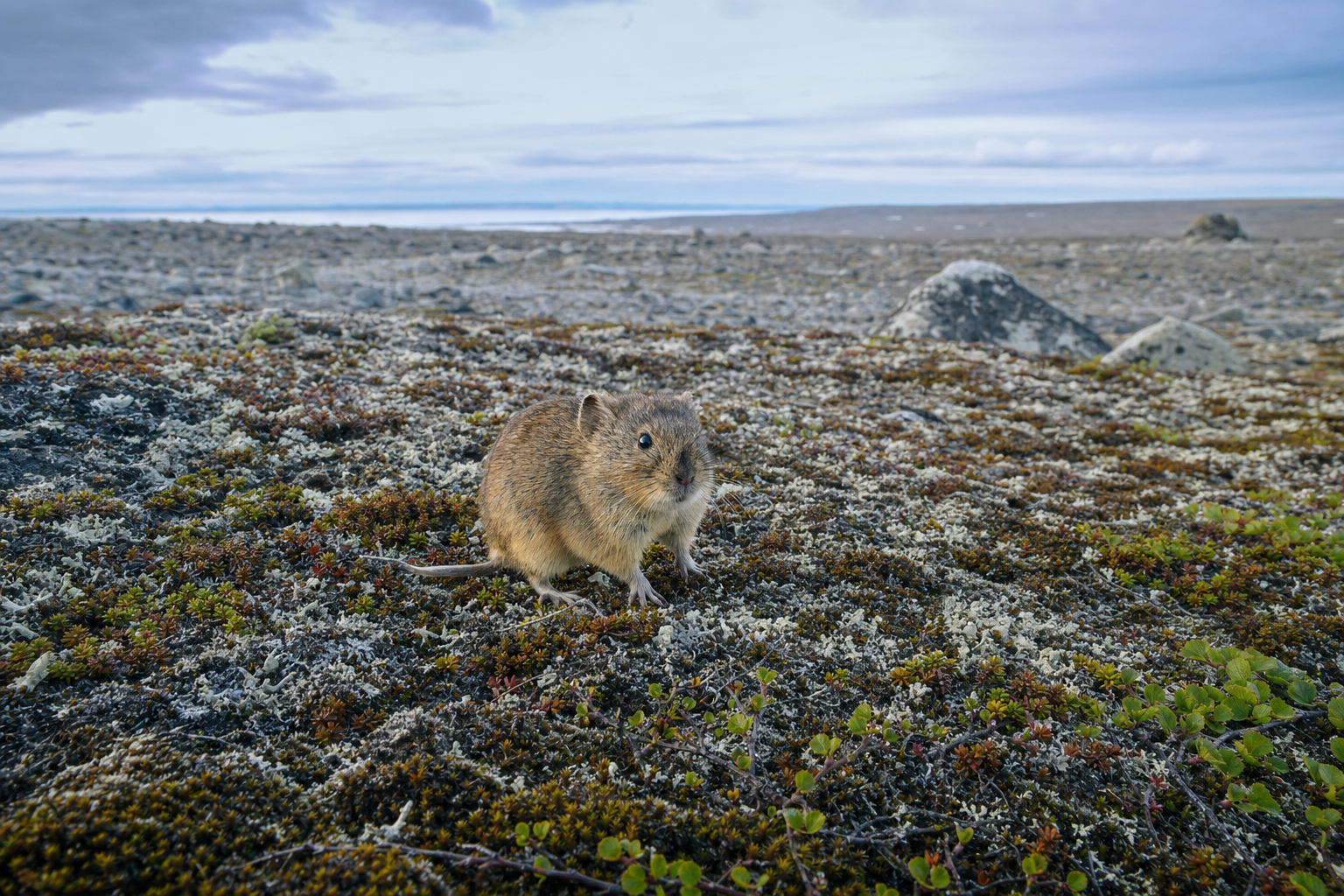 Campagnol-lemming de Cooper au corps trapu et à la queue très courte, au pelage brun, posé sur un tapis de mousse et de sphaigne.