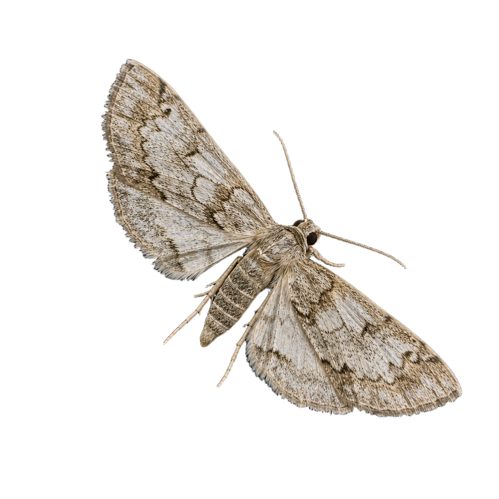 Papillon de nuit Elophila obliteralis, aux ailes brunâtres ornées de motifs clairs.
