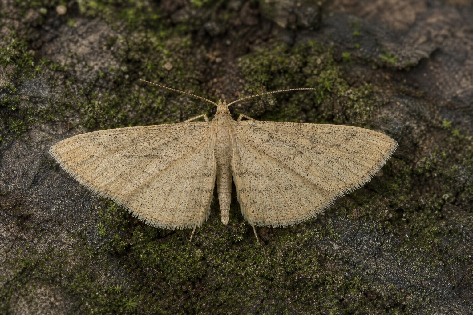 Papillon de nuit Elophila obliteralis, aux ailes brunâtres ornées de motifs clairs.