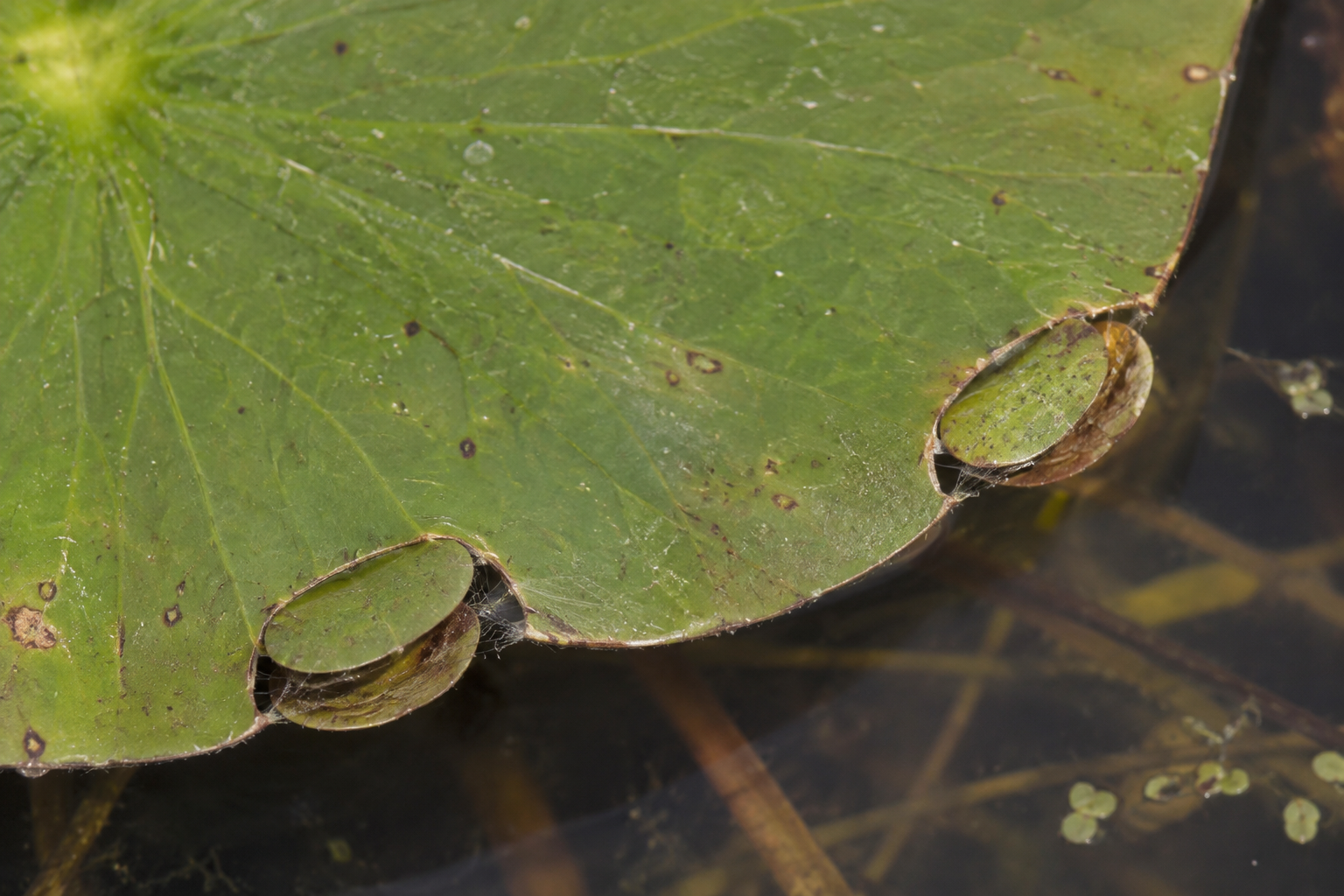 Traces et indices de Elophila obliteralis