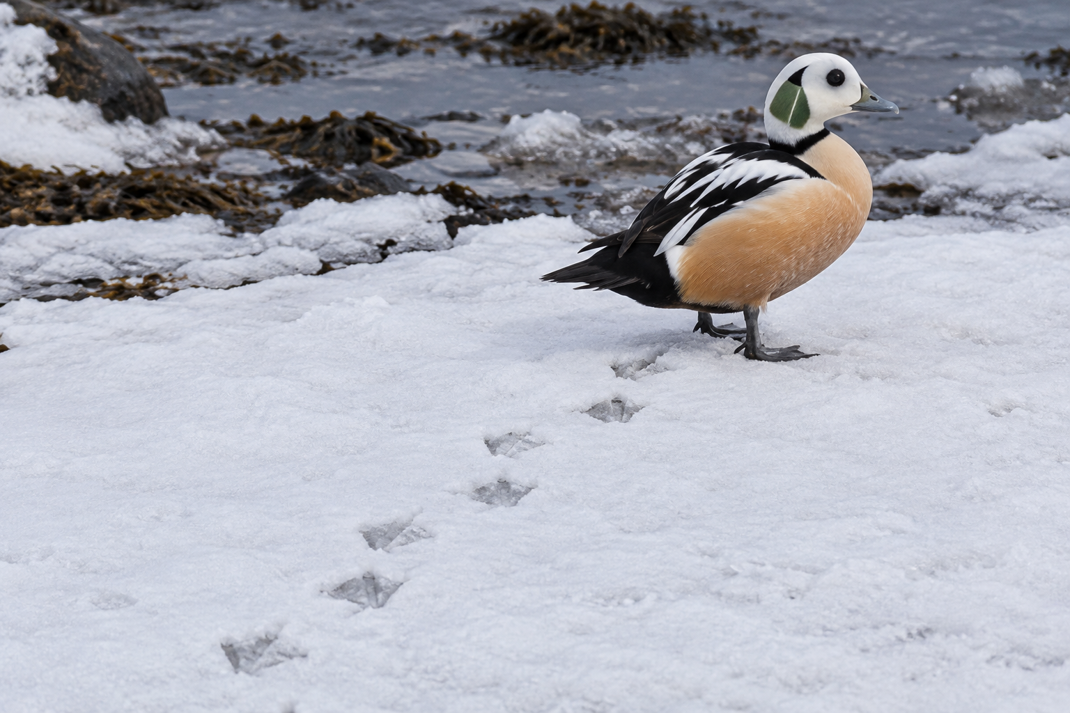 Traces et indices de Eider de Steller