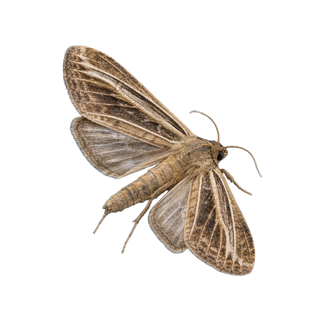Aglossa costiferalis au Québec
