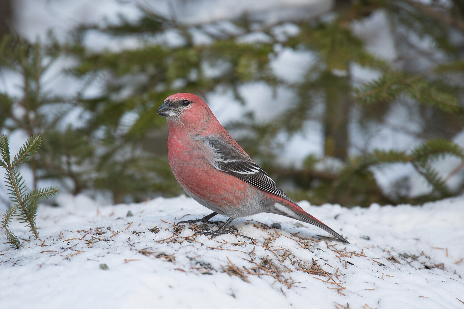 Durbec des sapins mâle au plumage rose rougeâtre et gris, perché dans un conifère, avec ses barres alaires blanches et son bec épais.