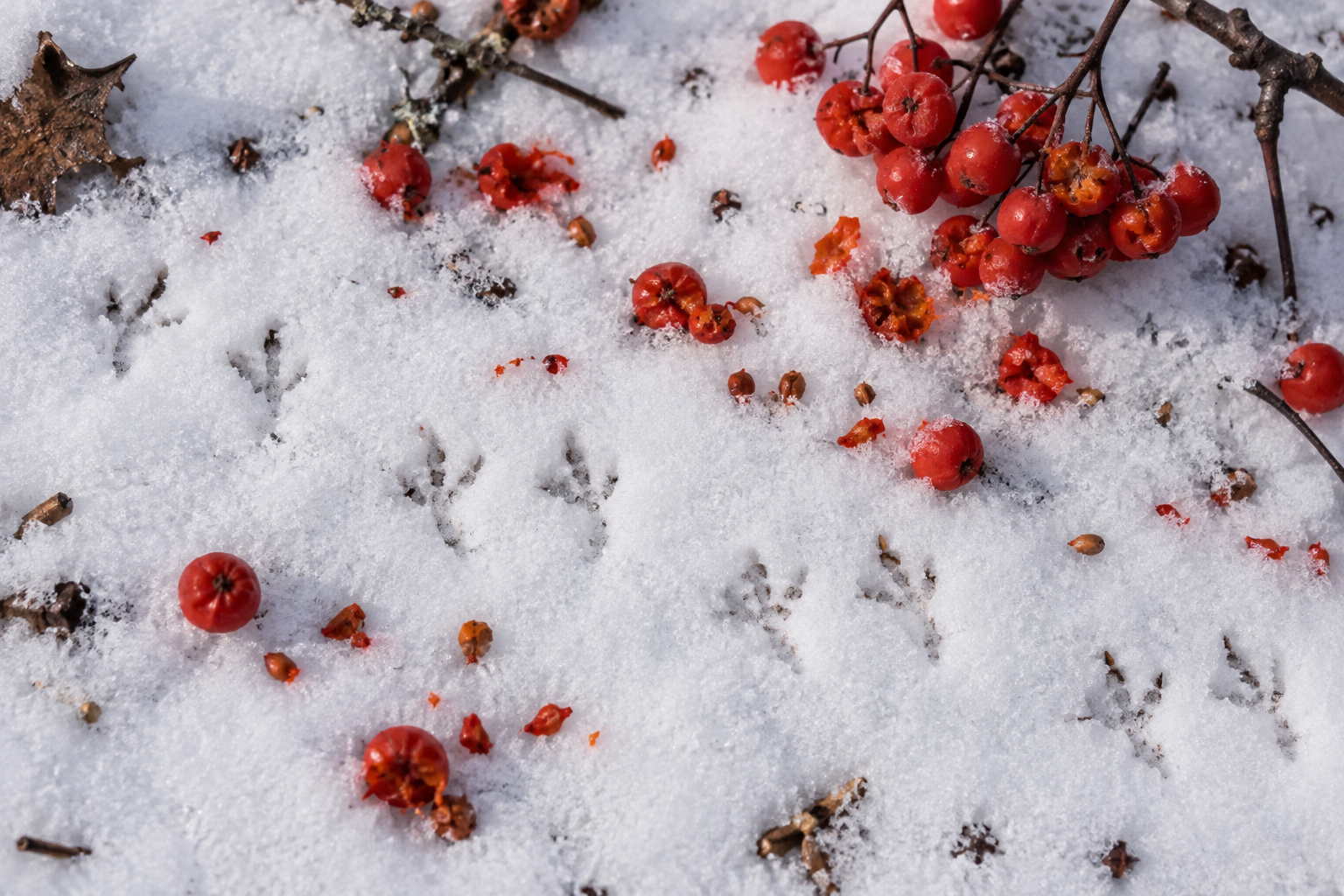 Traces et indices de Durbec des sapins