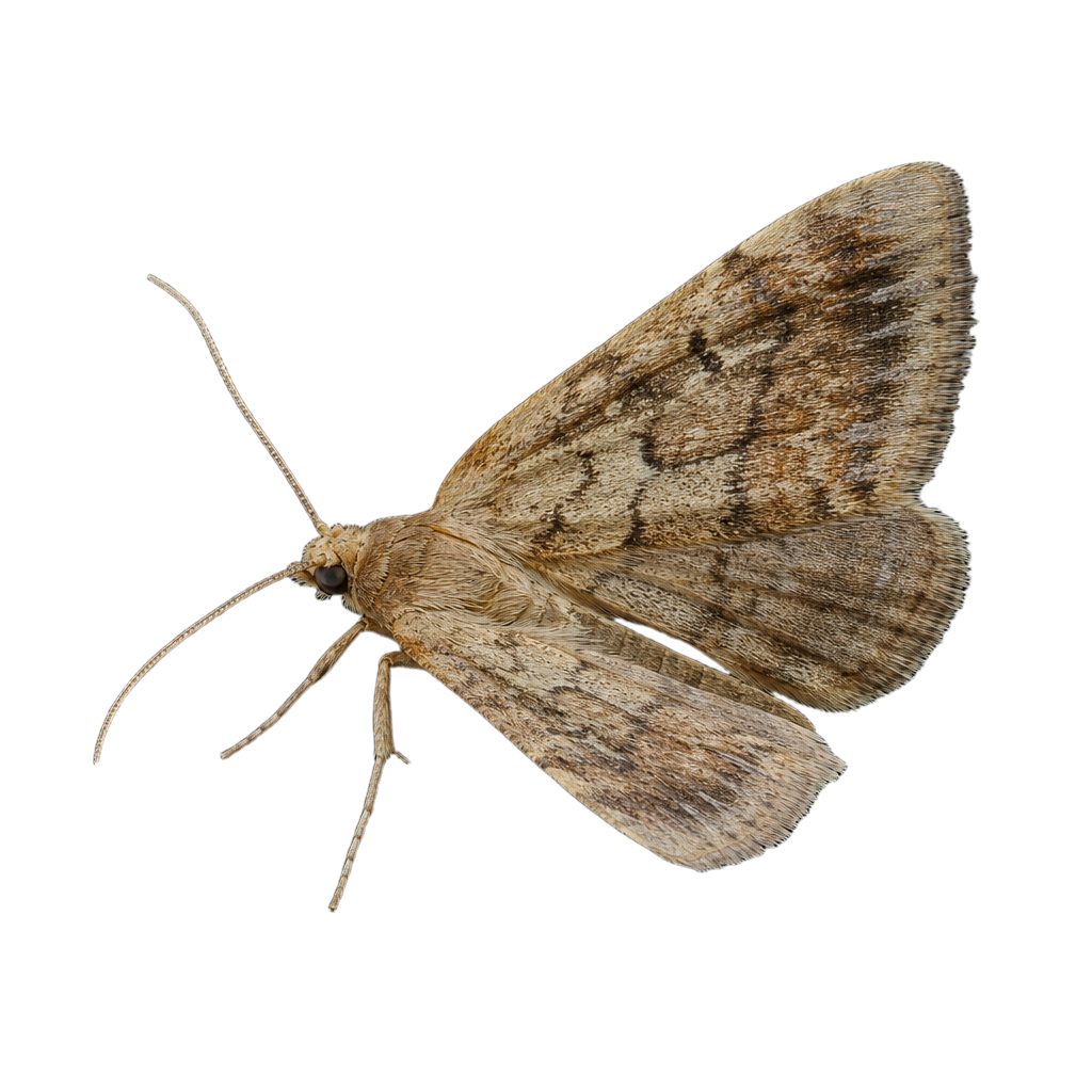 Petit papillon nocturne de la famille des Tortricidae posé sur une feuille, ailes repliées en forme de cloche.